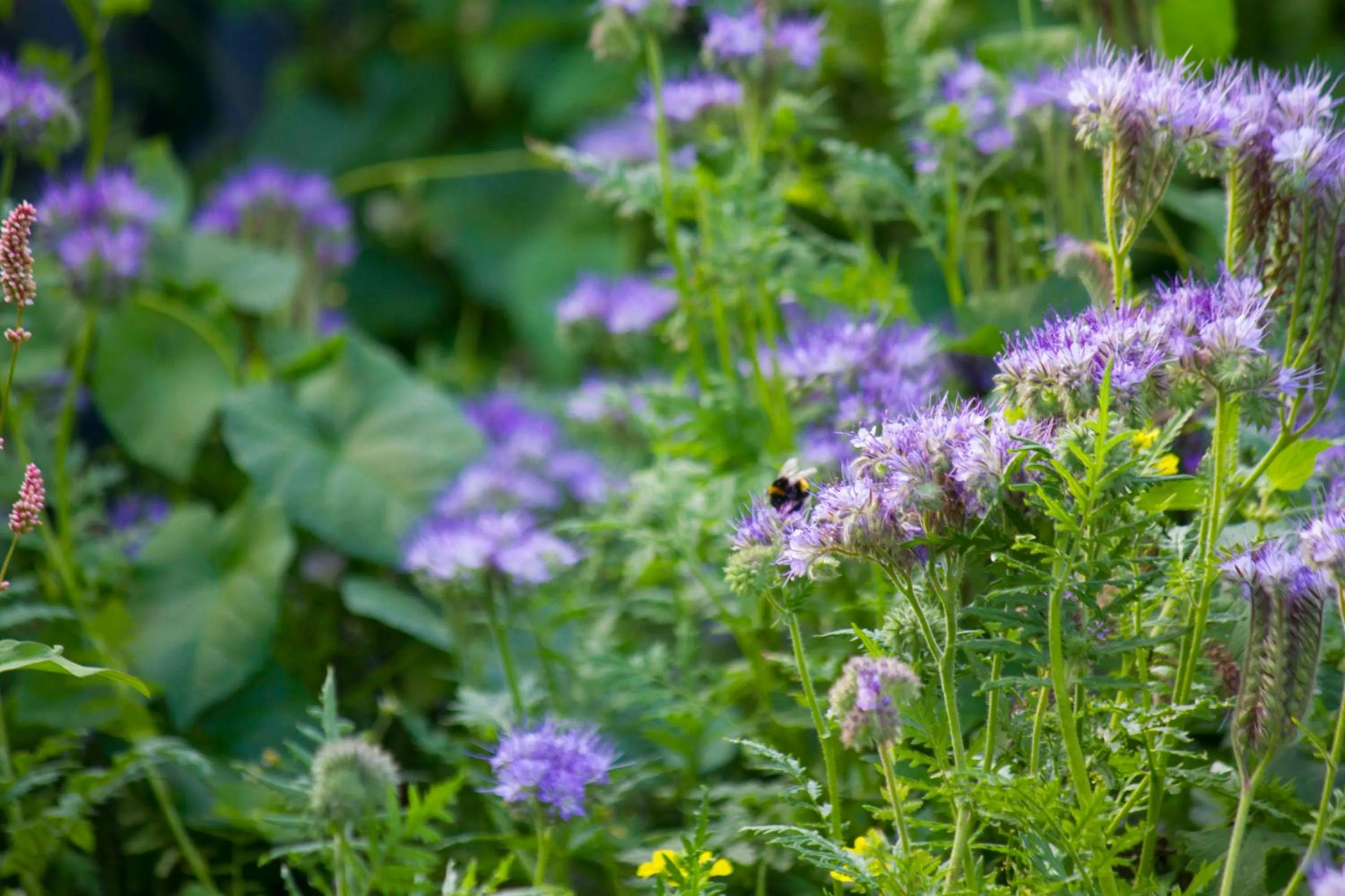 Garden in Magpies Lodge