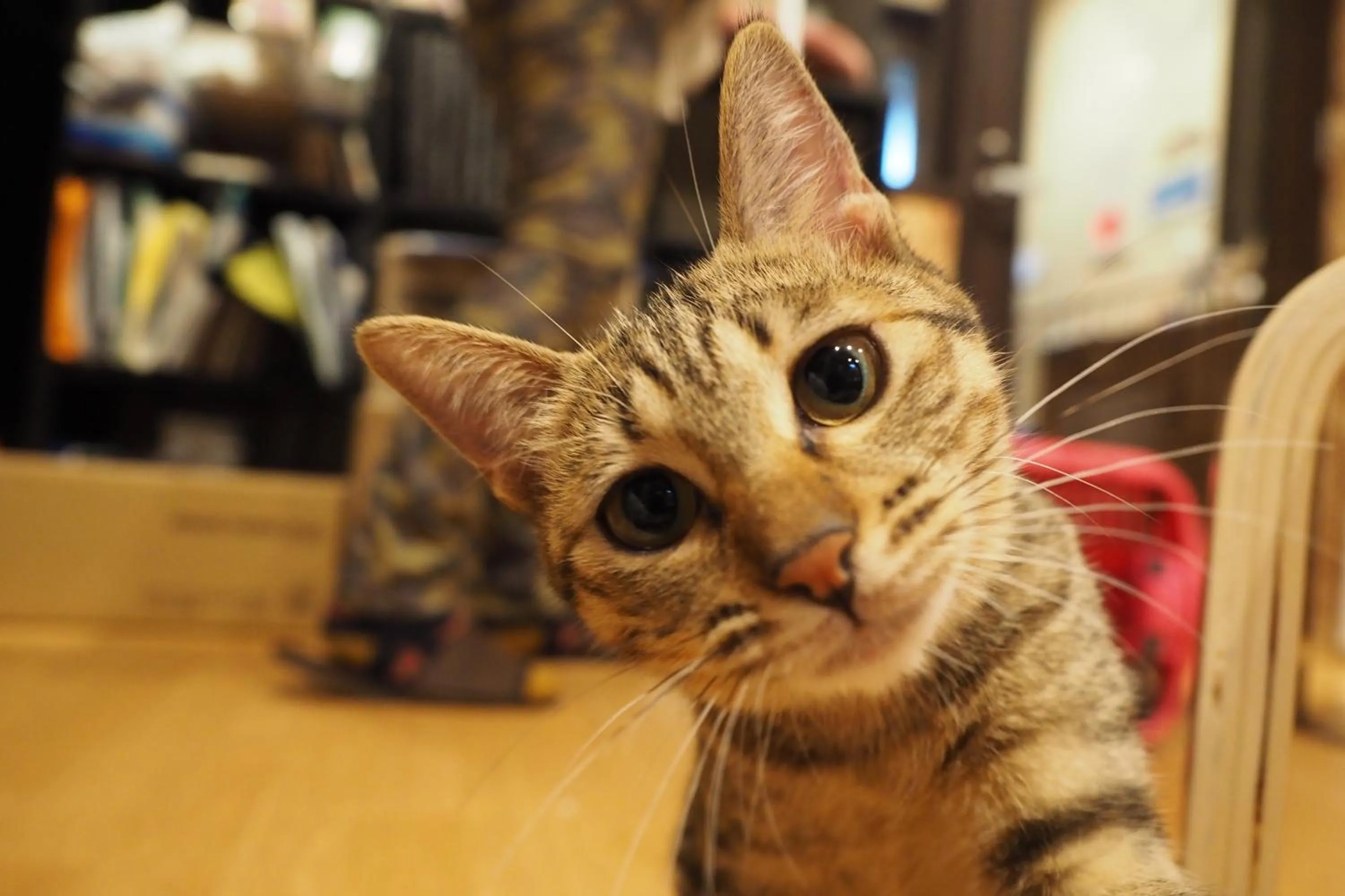 Animals in Nekokura Hostel