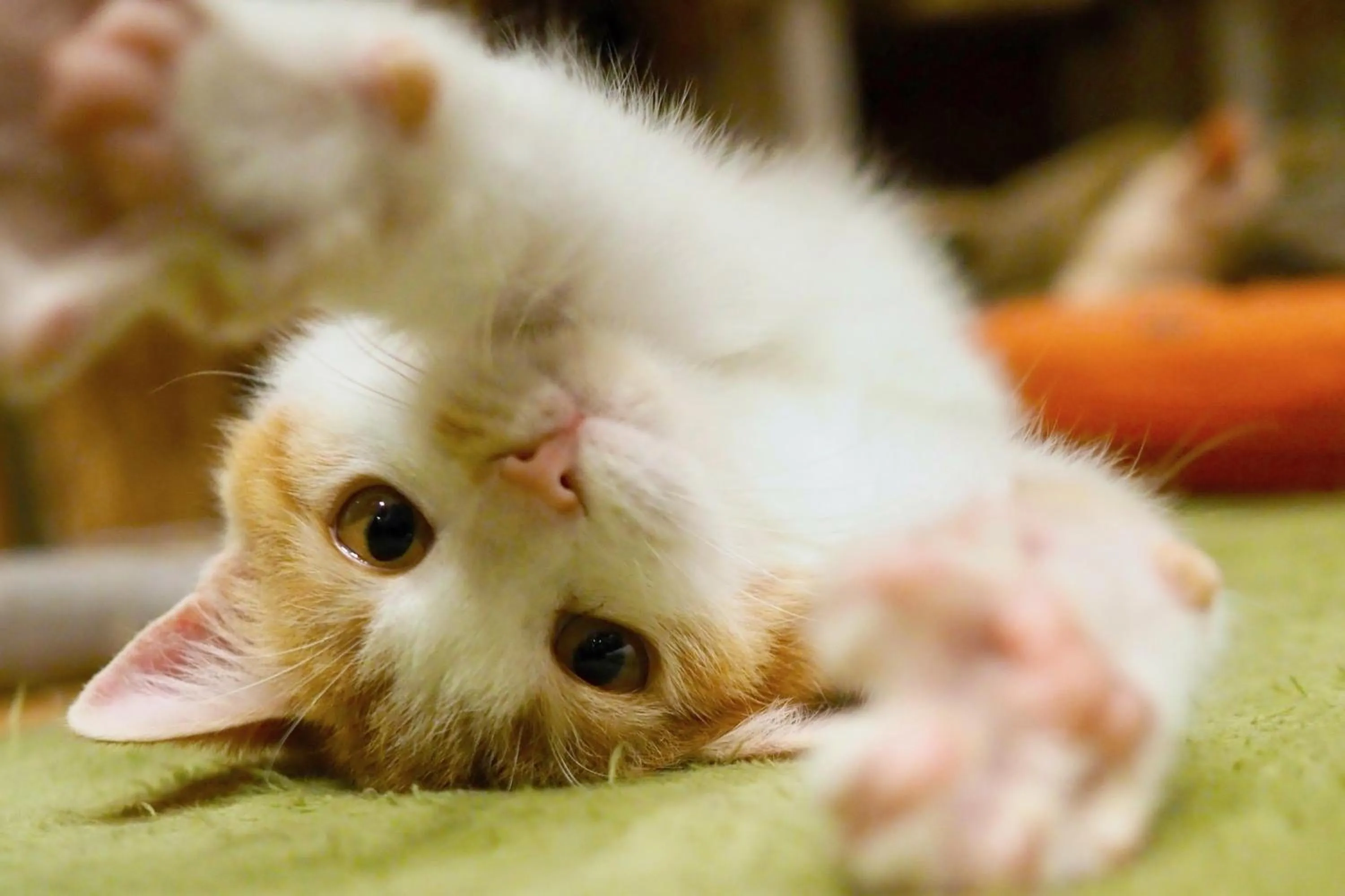 Animals in Nekokura Hostel