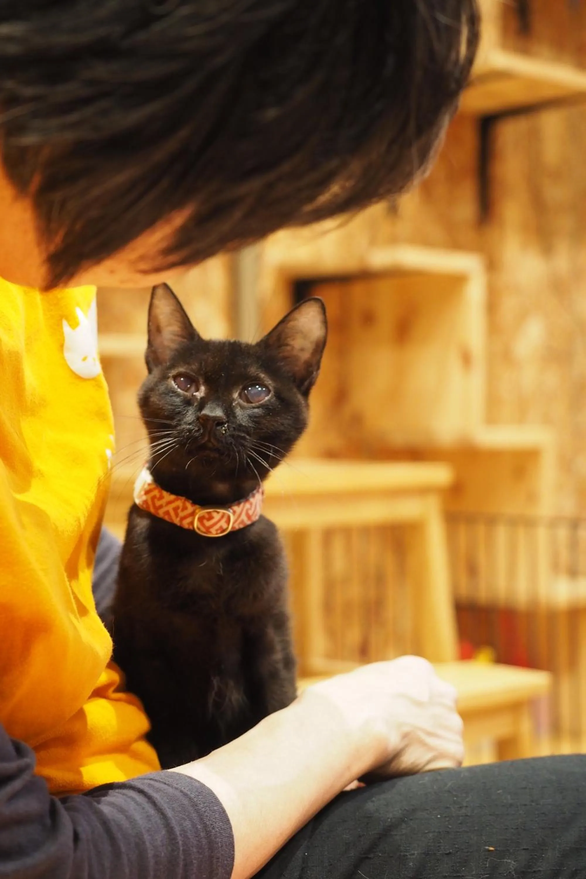 Animals in Nekokura Hostel