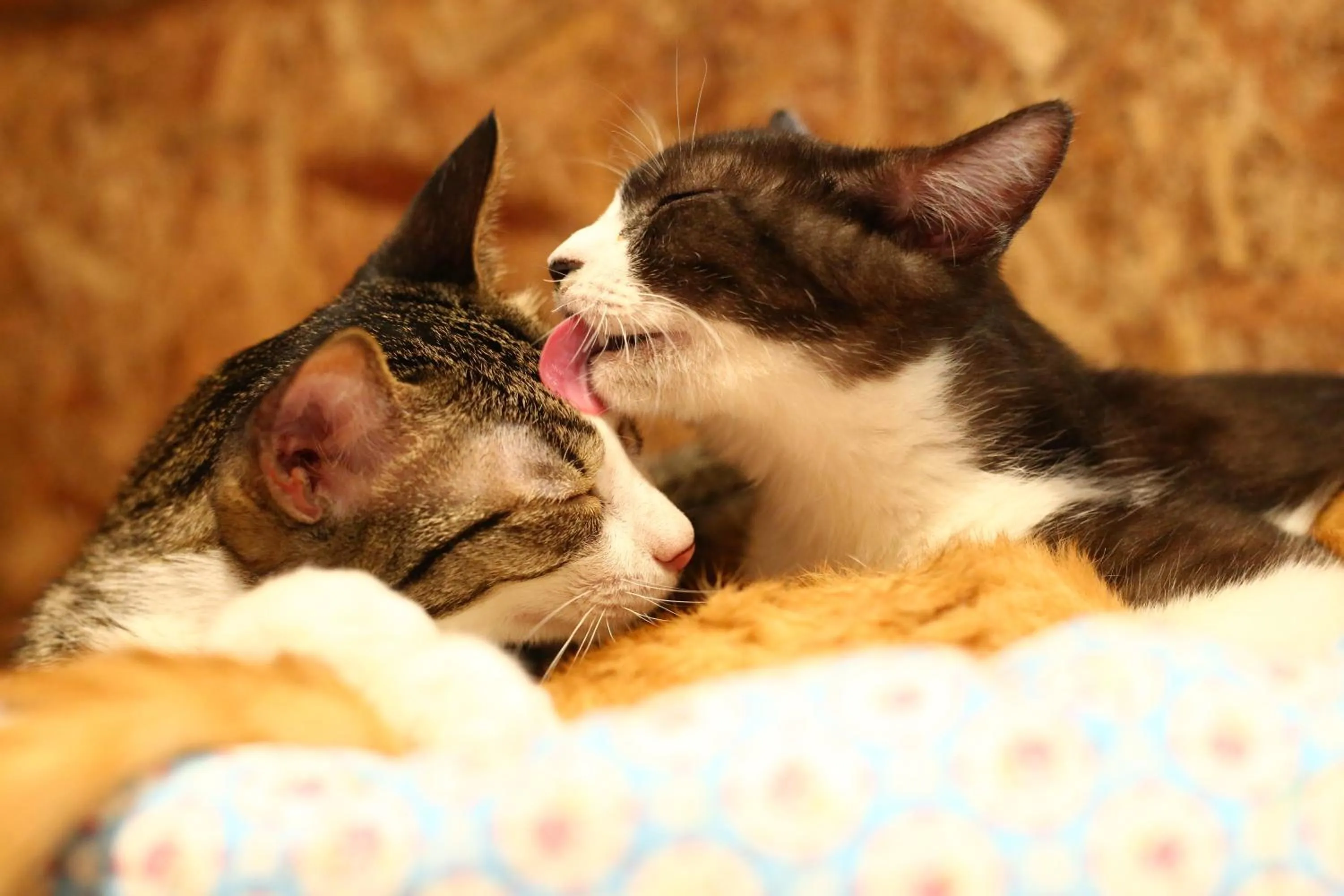 Animals in Nekokura Hostel