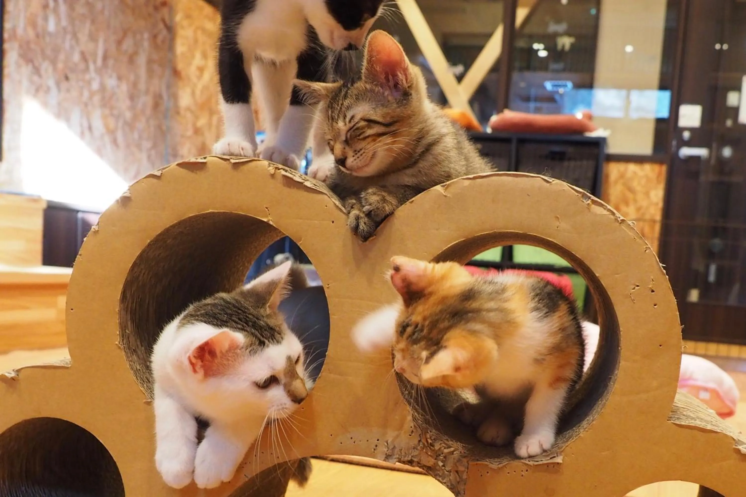 Animals in Nekokura Hostel