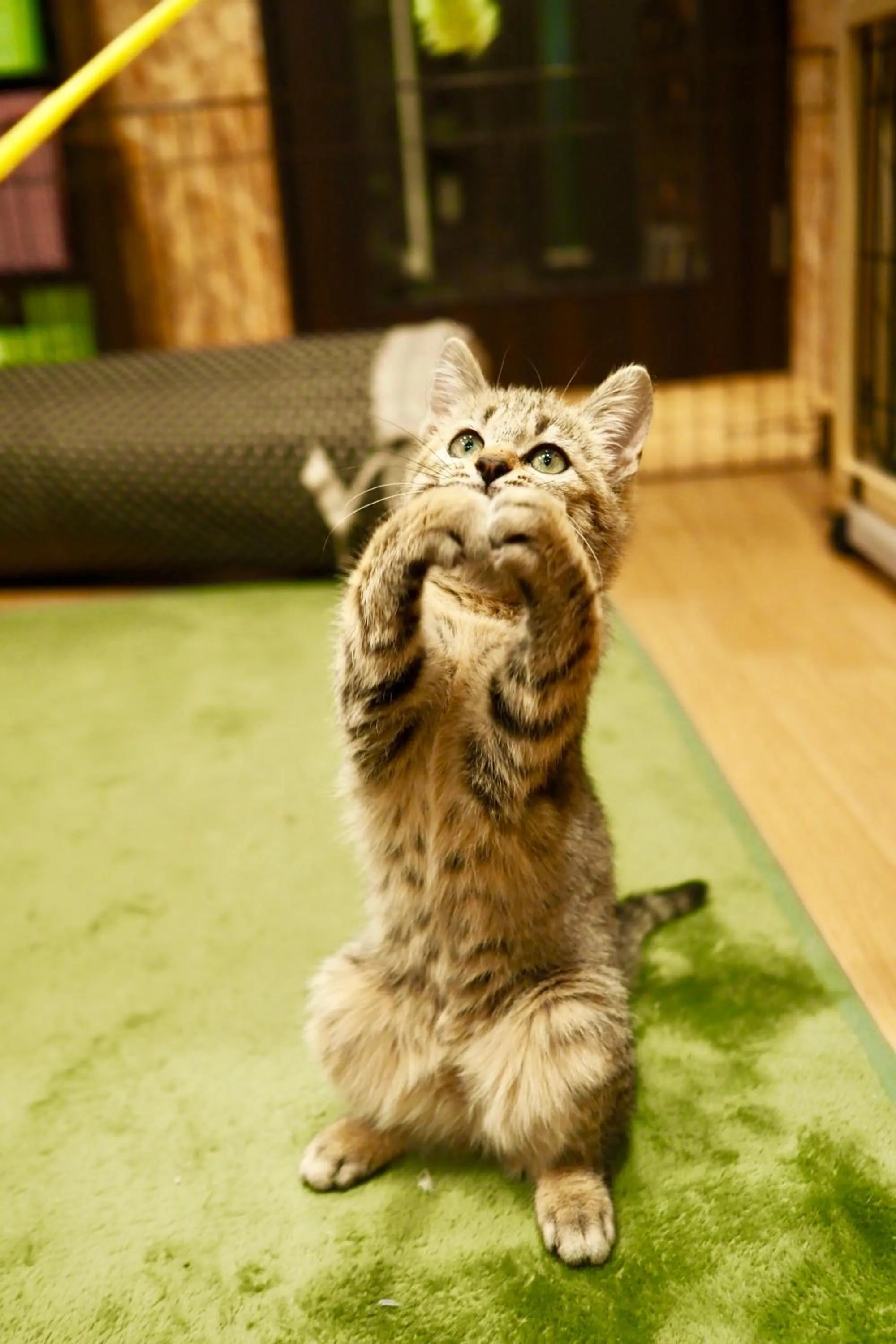 Animals in Nekokura Hostel