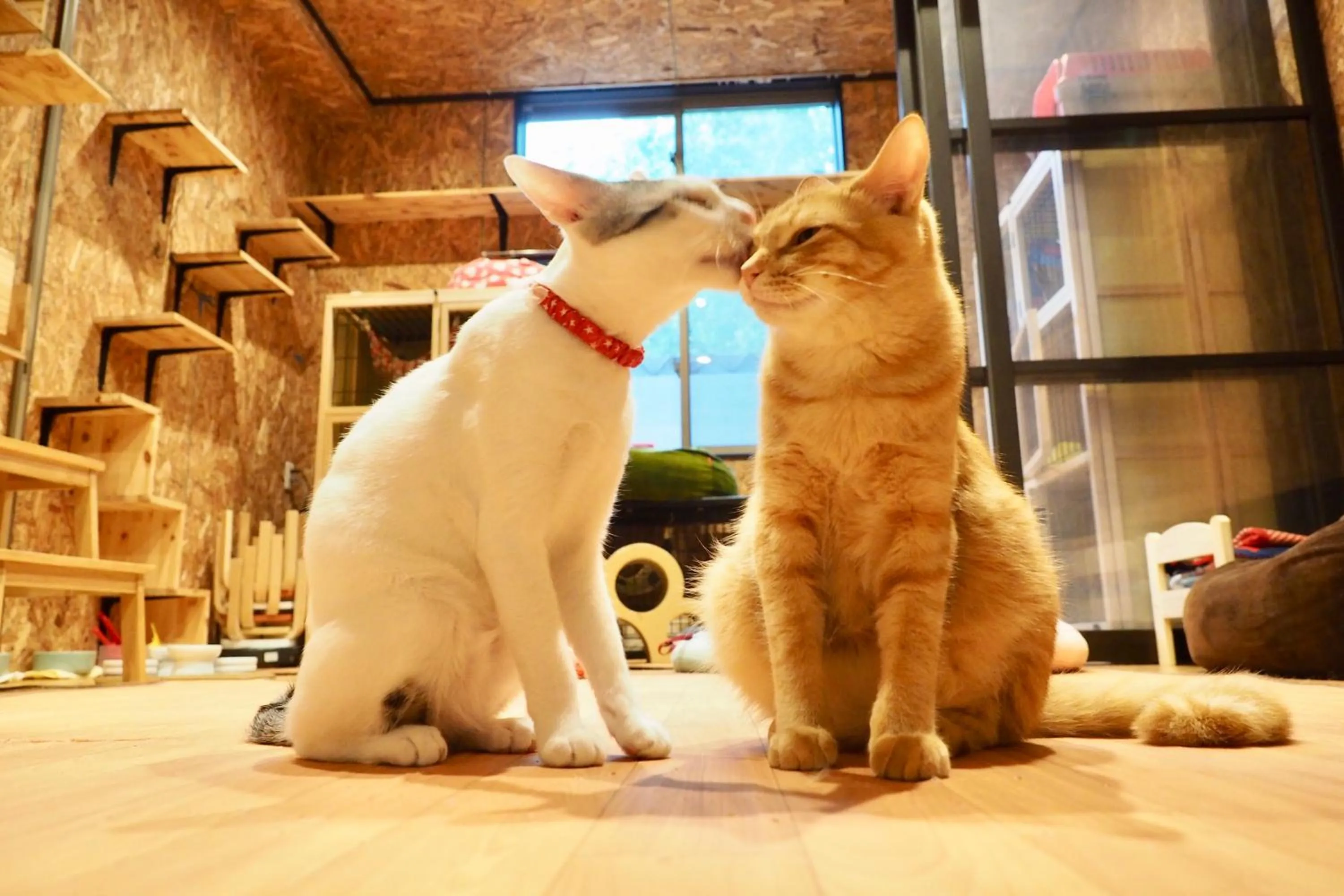 Animals in Nekokura Hostel