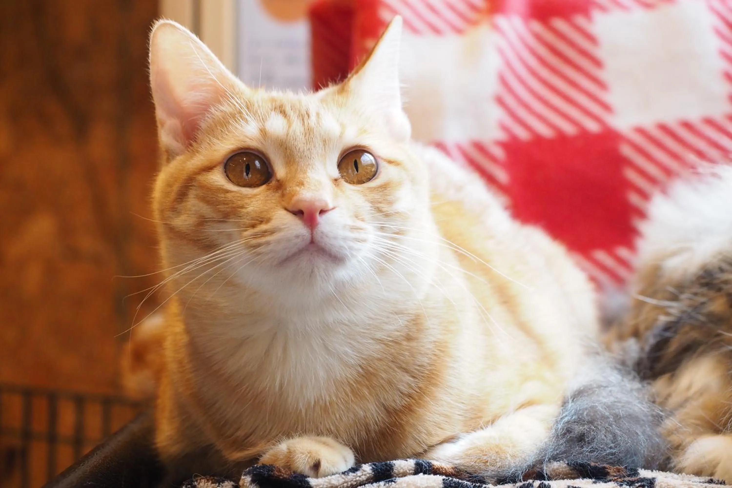 Animals in Nekokura Hostel