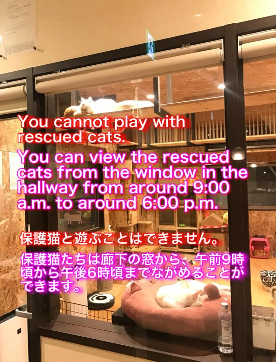 Text overlay in Nekokura Hostel