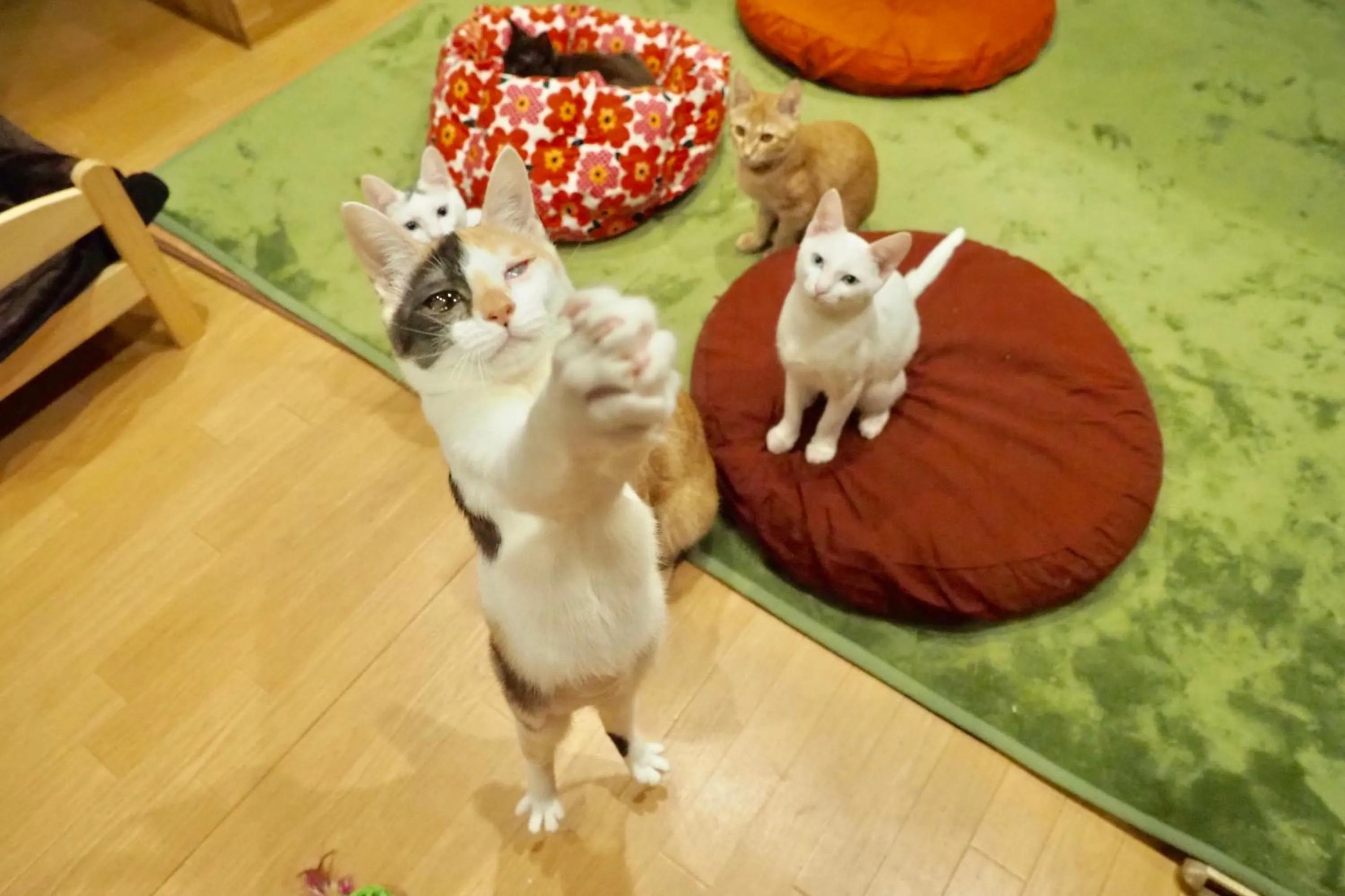 Animals in Nekokura Hostel