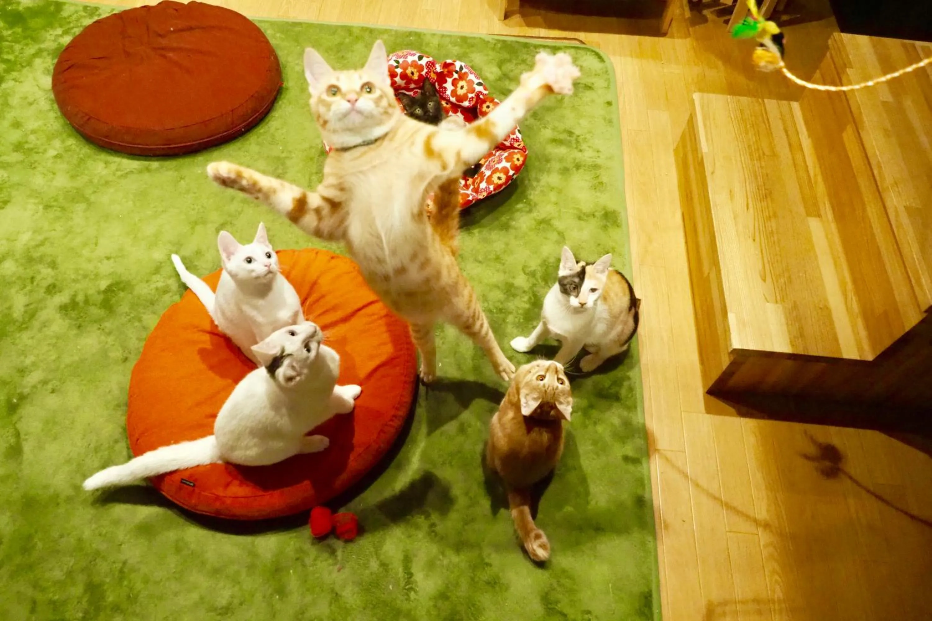 Animals in Nekokura Hostel