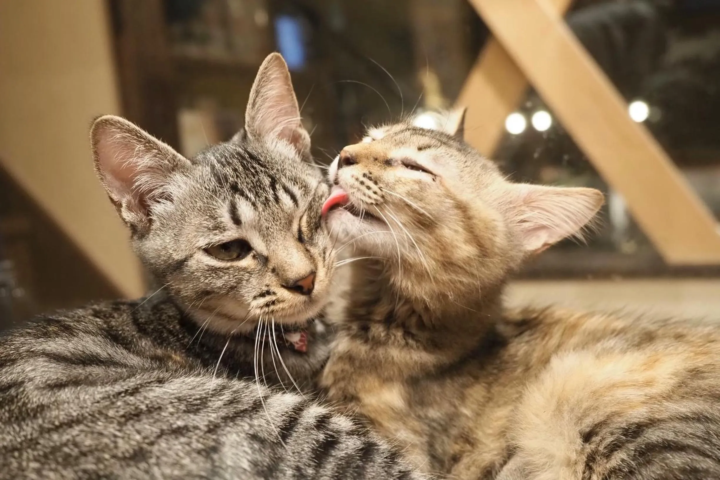 Animals in Nekokura Hostel