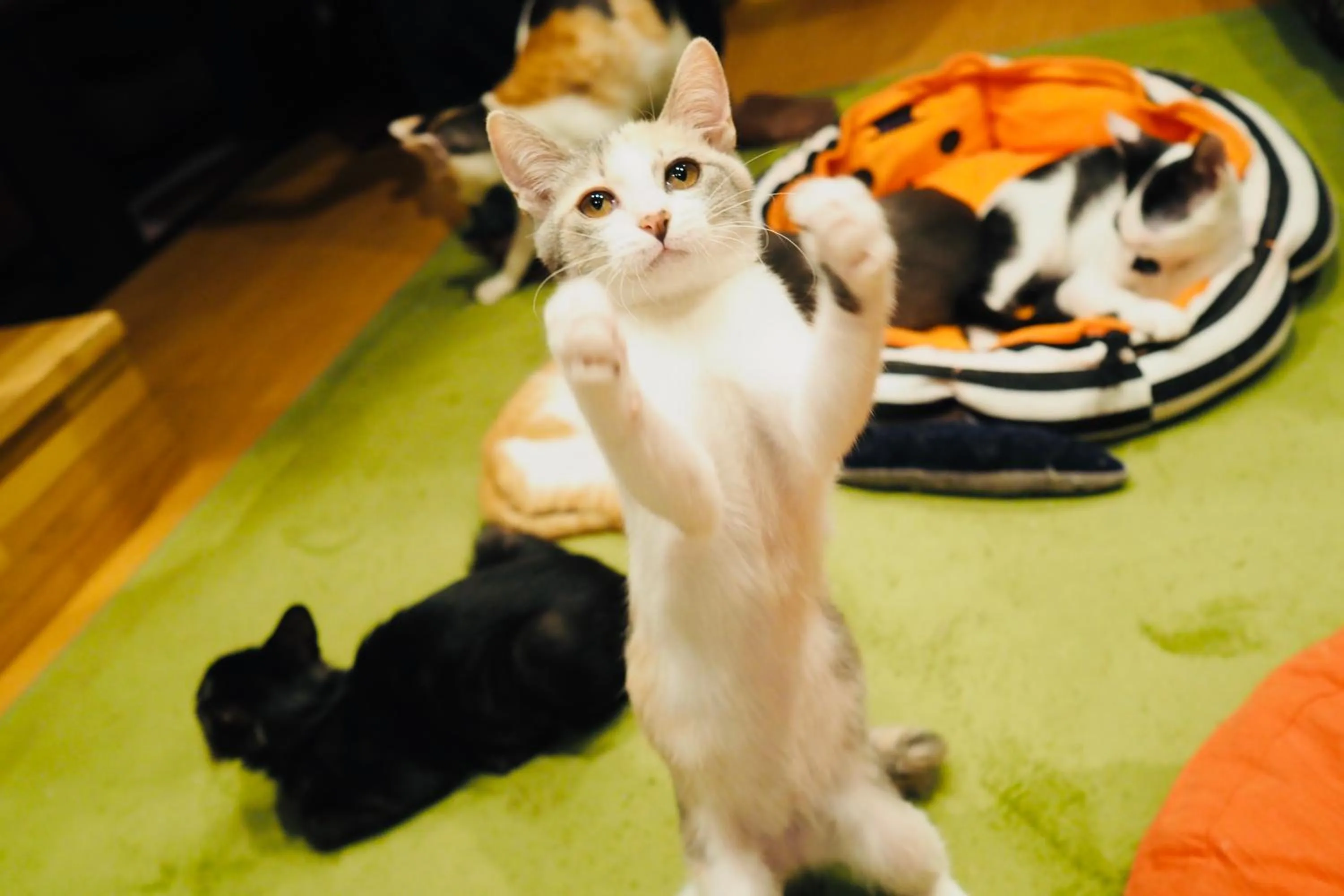 Animals in Nekokura Hostel