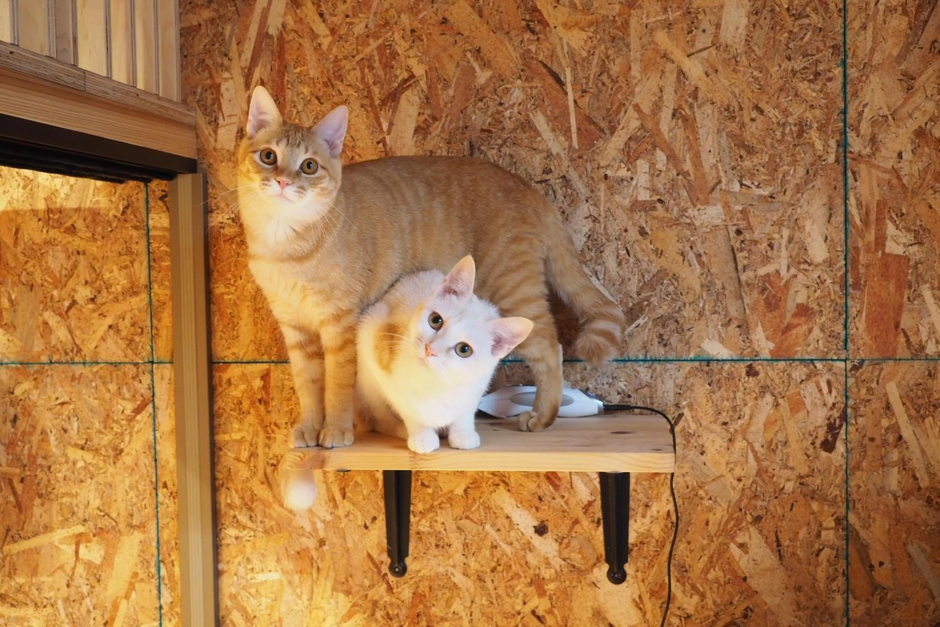 Animals in Nekokura Hostel