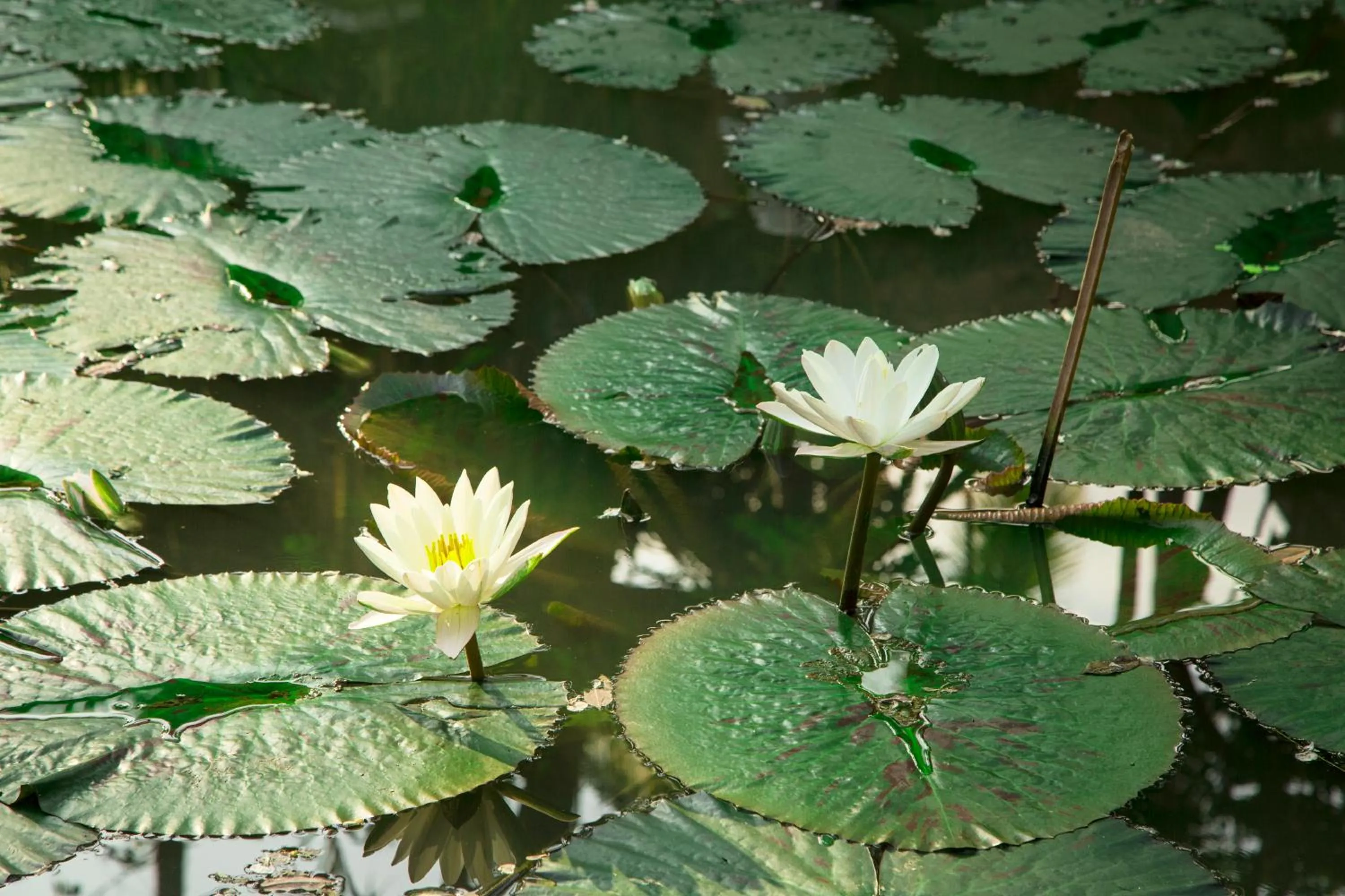 Garden in Parasol Blanc