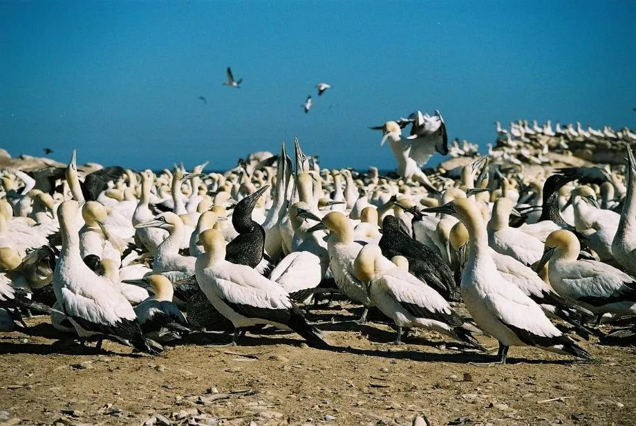 Animals in Lamberts Bay Hotel