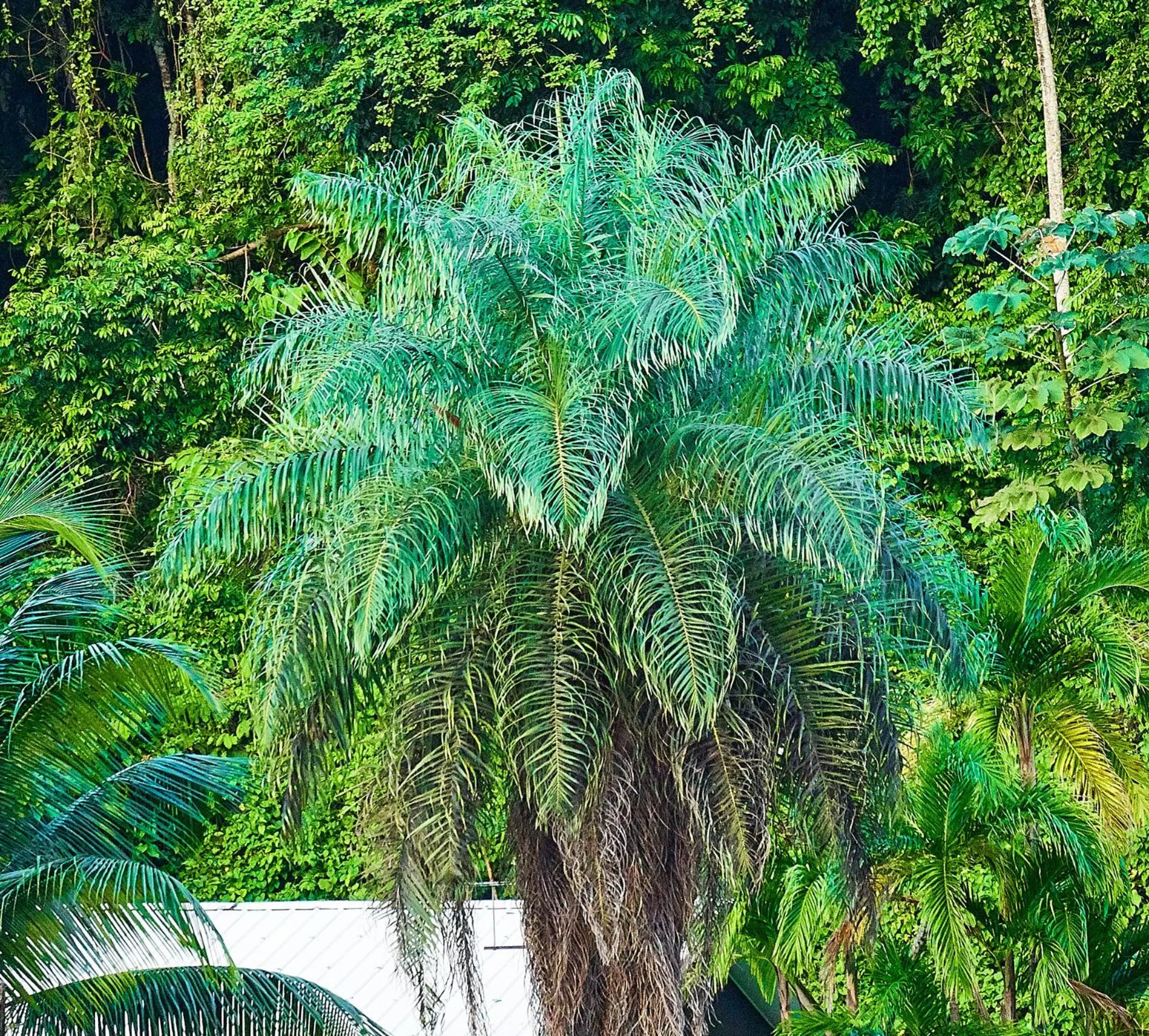Property building in The Originals City, Hôtel Belova, Cayenne Sud