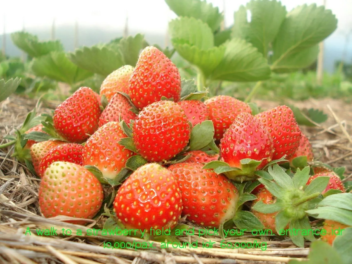 Activities in Rinjani Garden Syariah by ecommerceloka