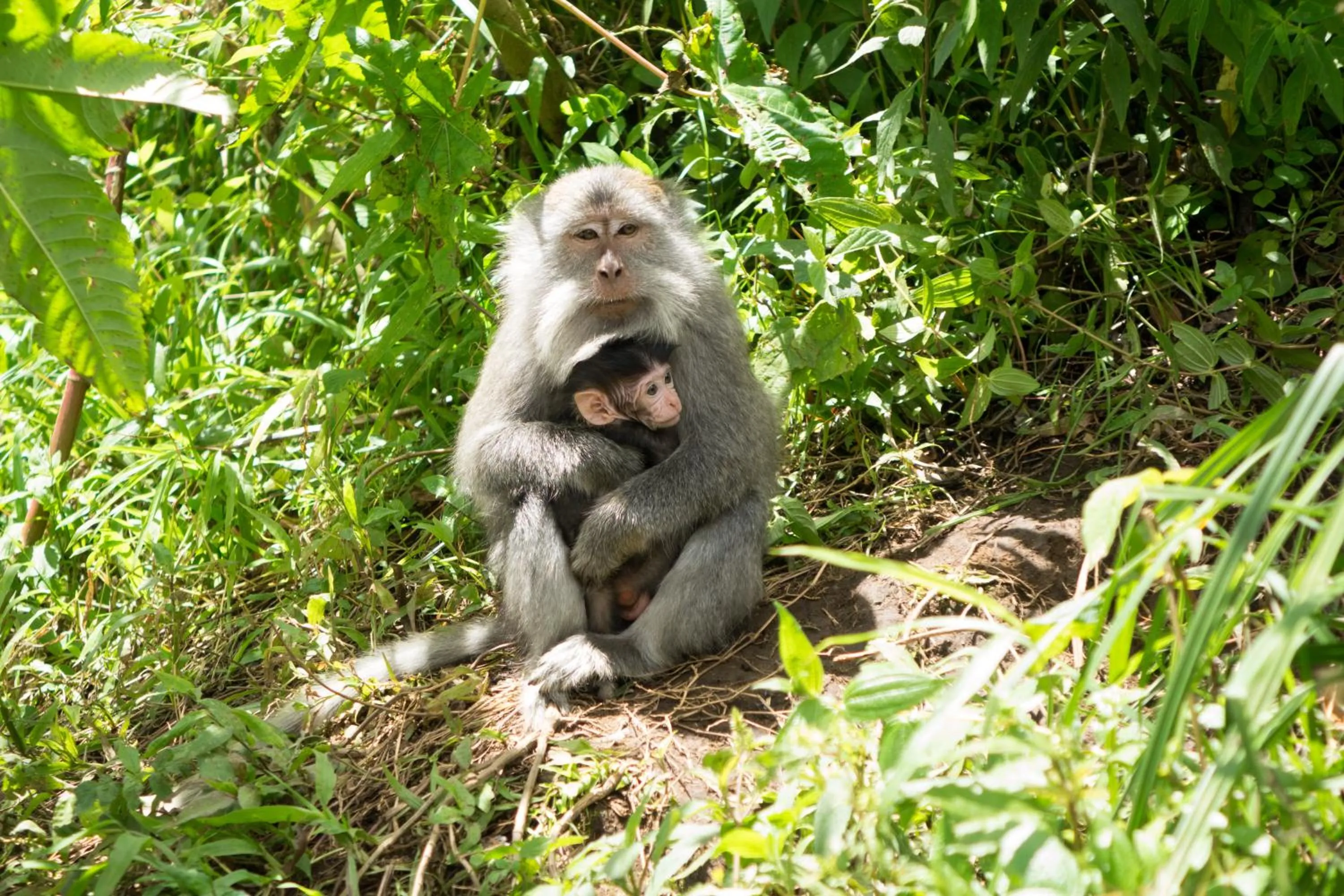 Animals in Bidara Cottage