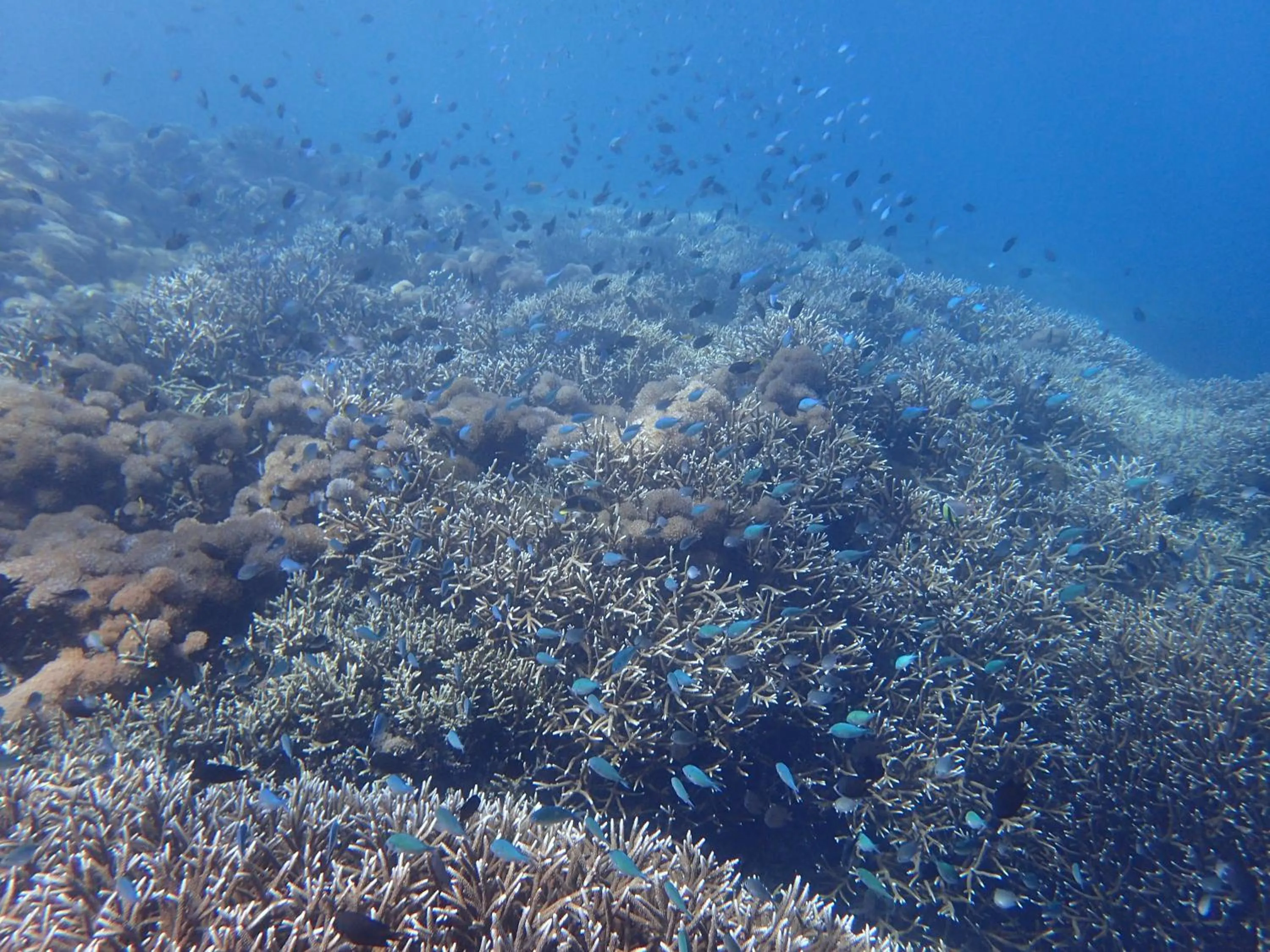 Area and facilities in Bidara Cottage