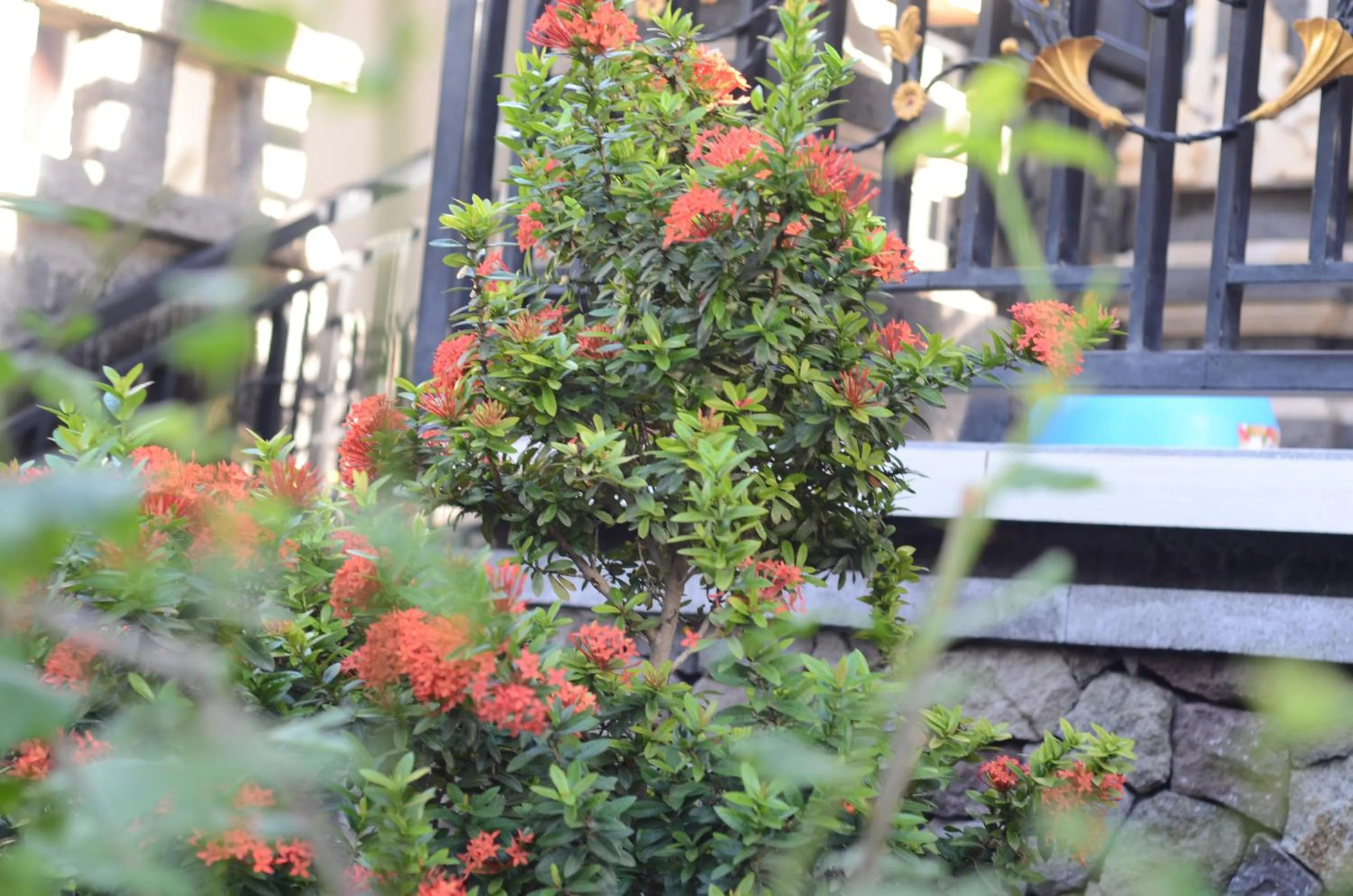 Garden in Amed Romance House
