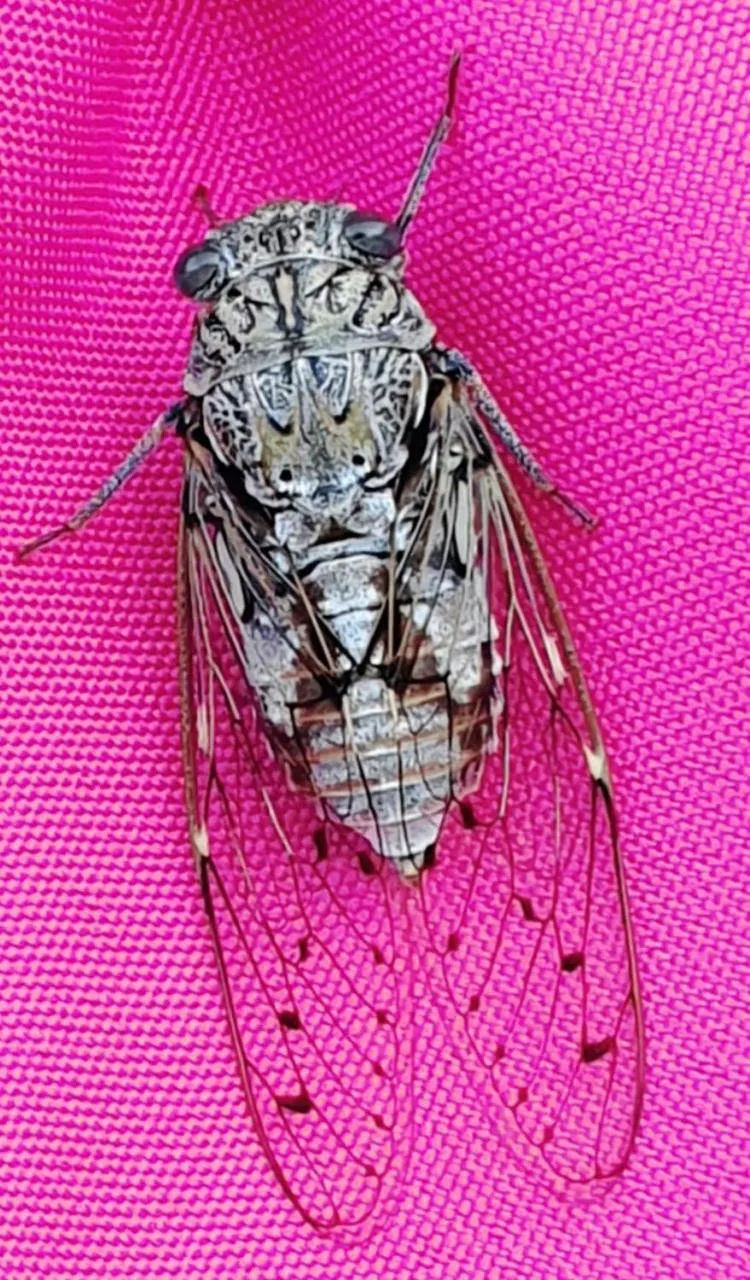 Garden in Au Charme de Pépiole