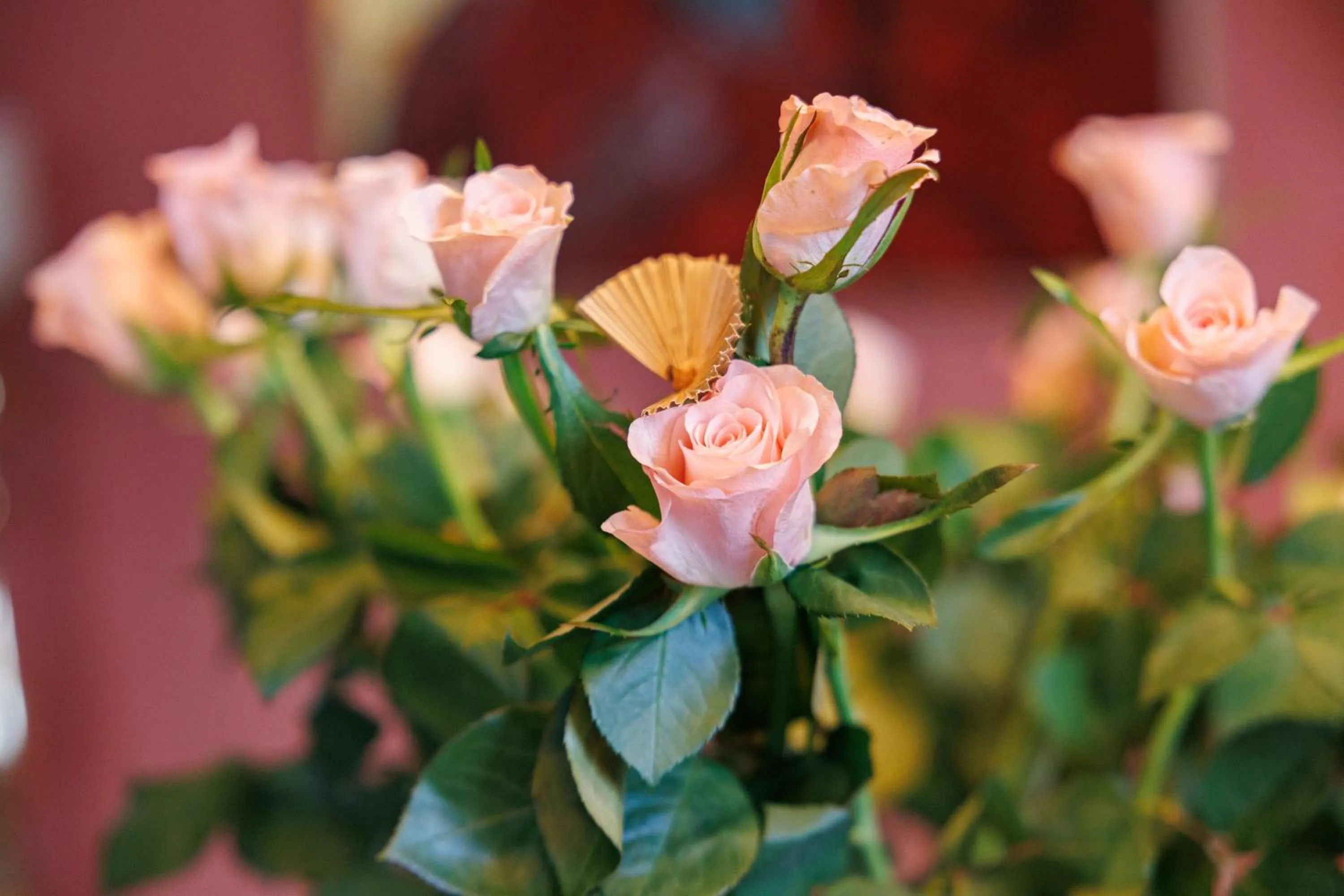 Suite dans une échoppe