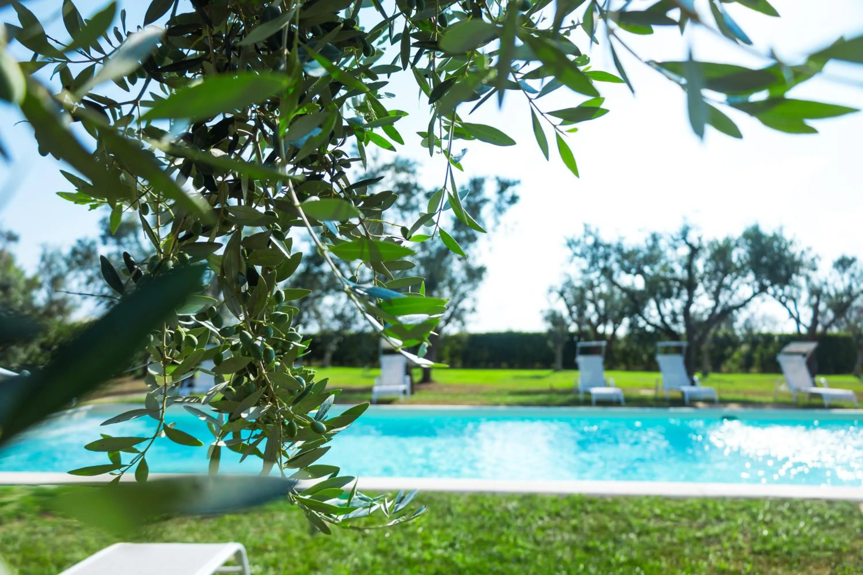 Swimming pool in Masseria Monache