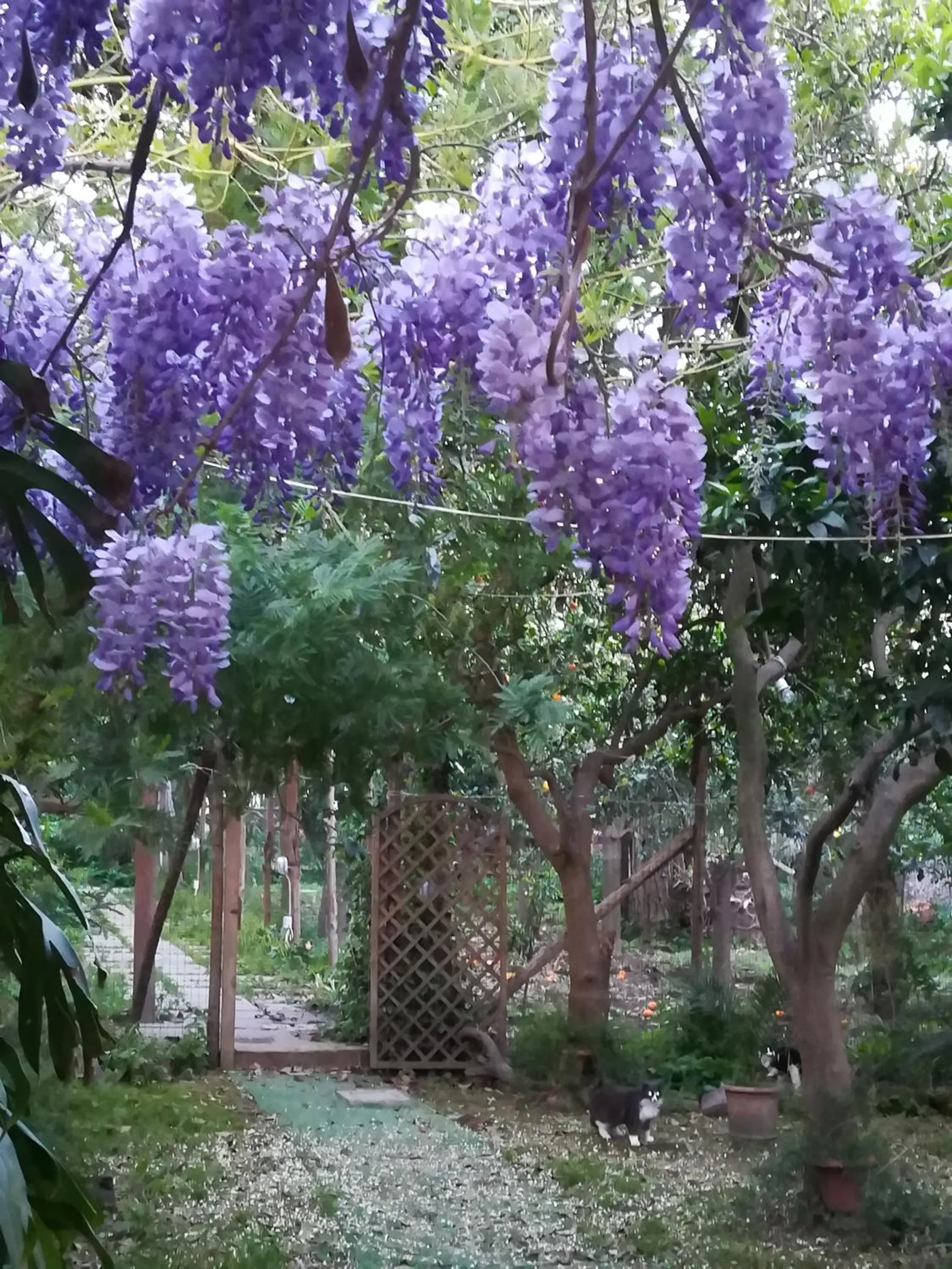 Villino L'Aranceto Sorrentino