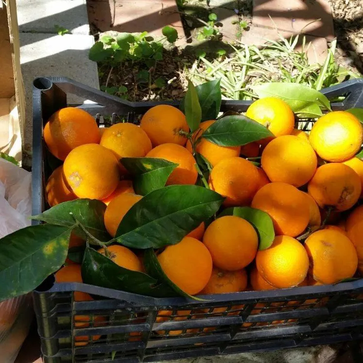 Villino L'Aranceto Sorrentino