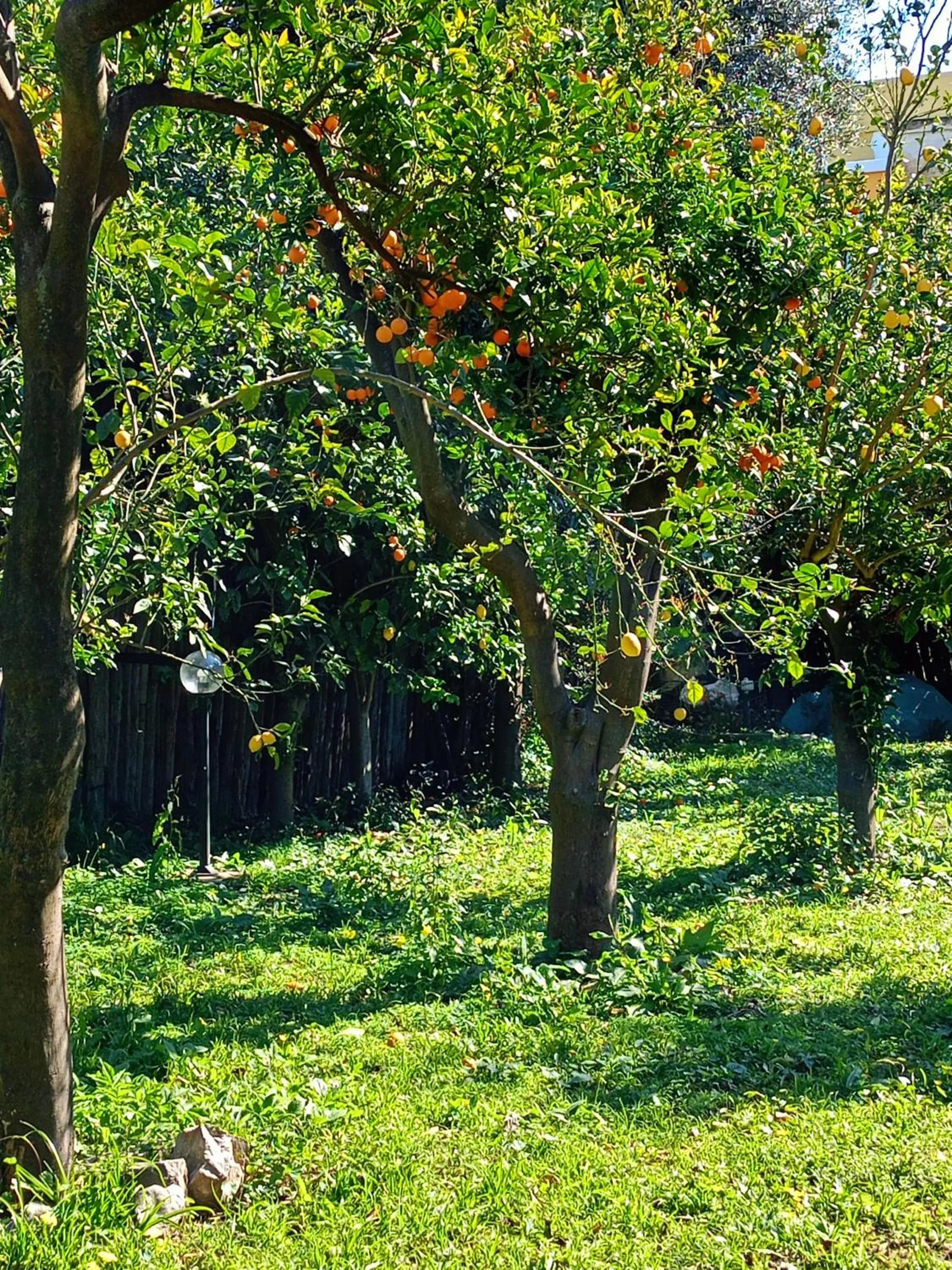 Garden in Villino L'Aranceto Sorrentino