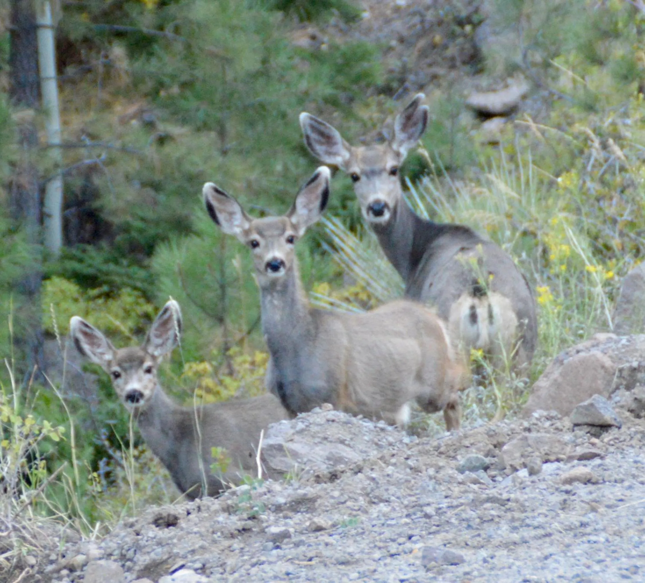 Property building in Escalante Yurts - Luxury Lodging