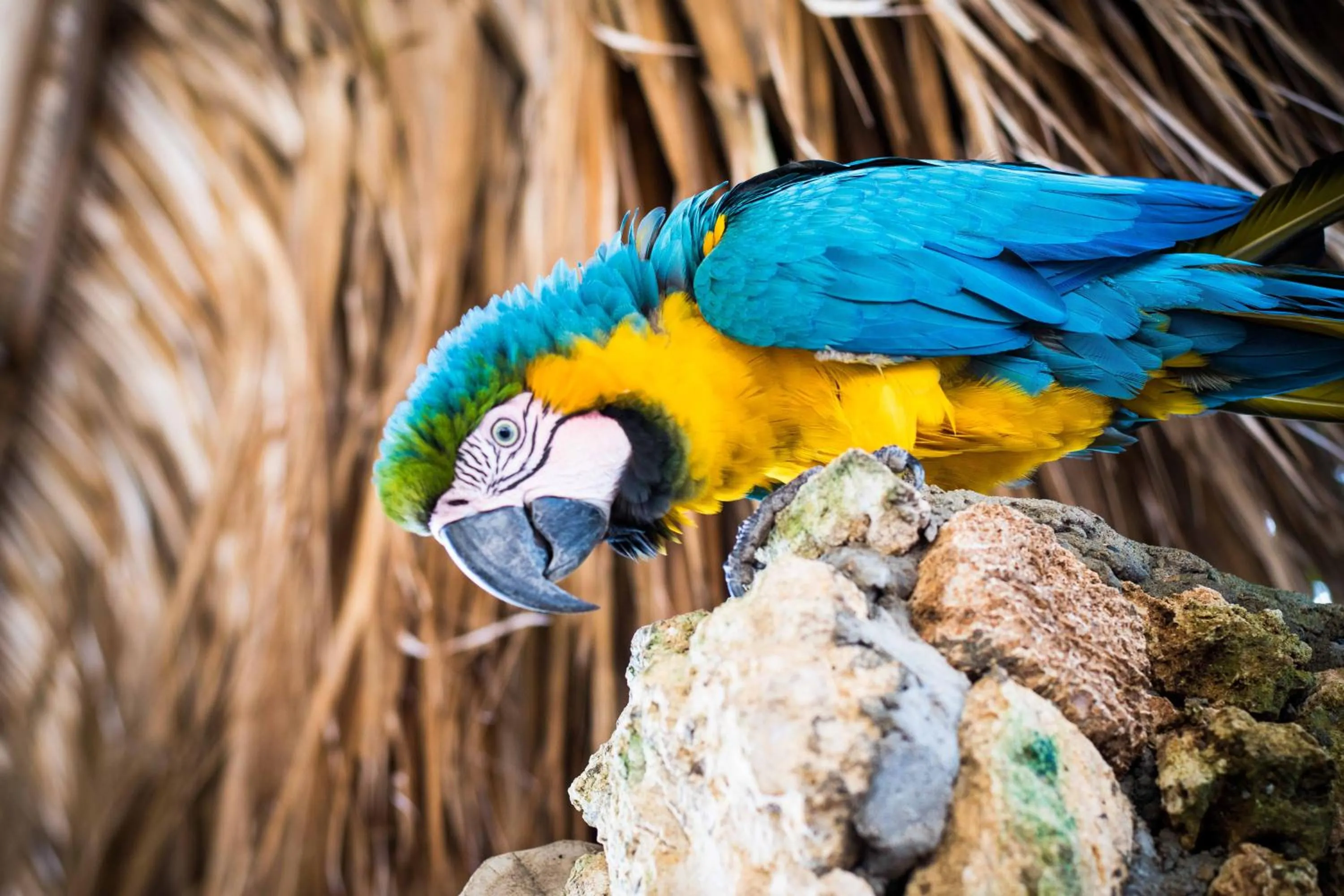 Pets in Hotel Isla Real