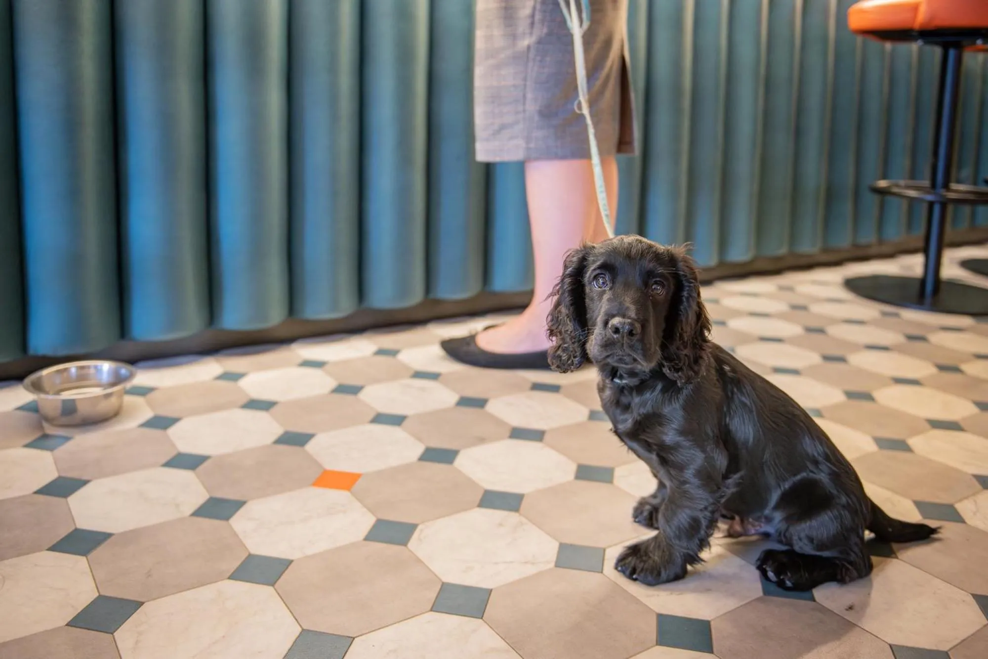 pet friendly in The Riverside