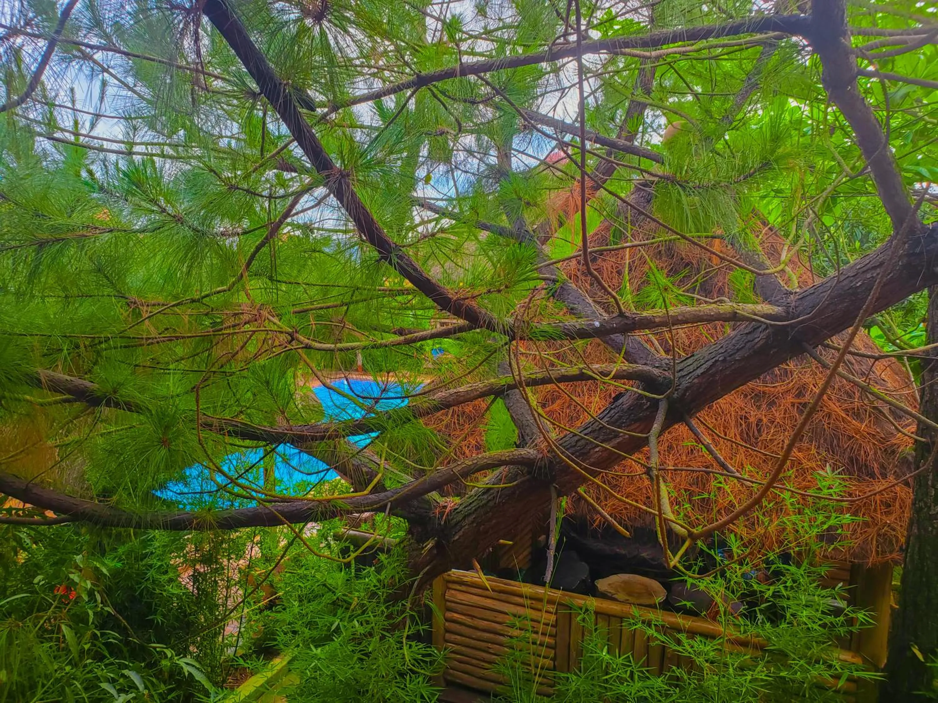 Garden view in Elite Backpackers Services