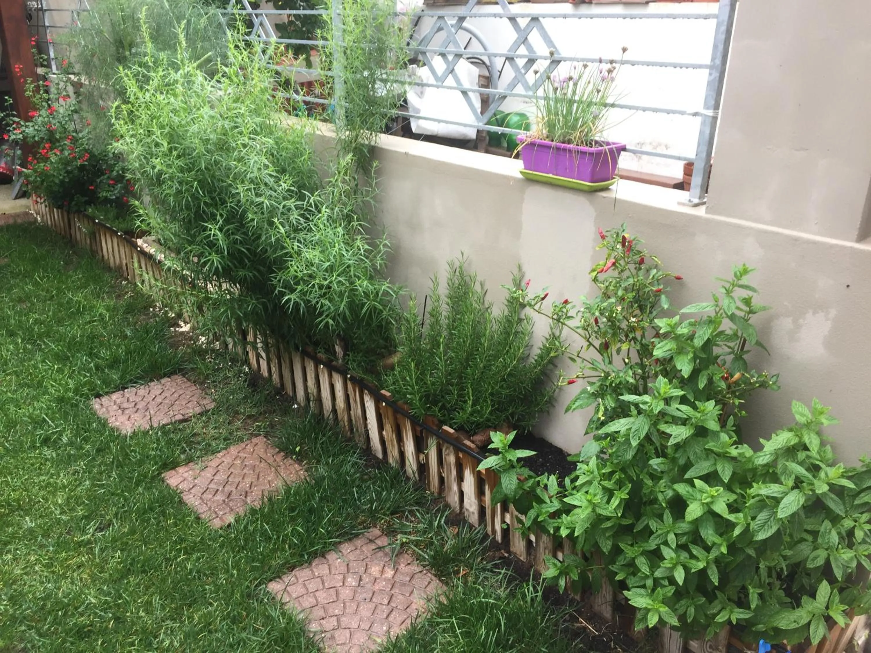 Garden in B&B Filomena