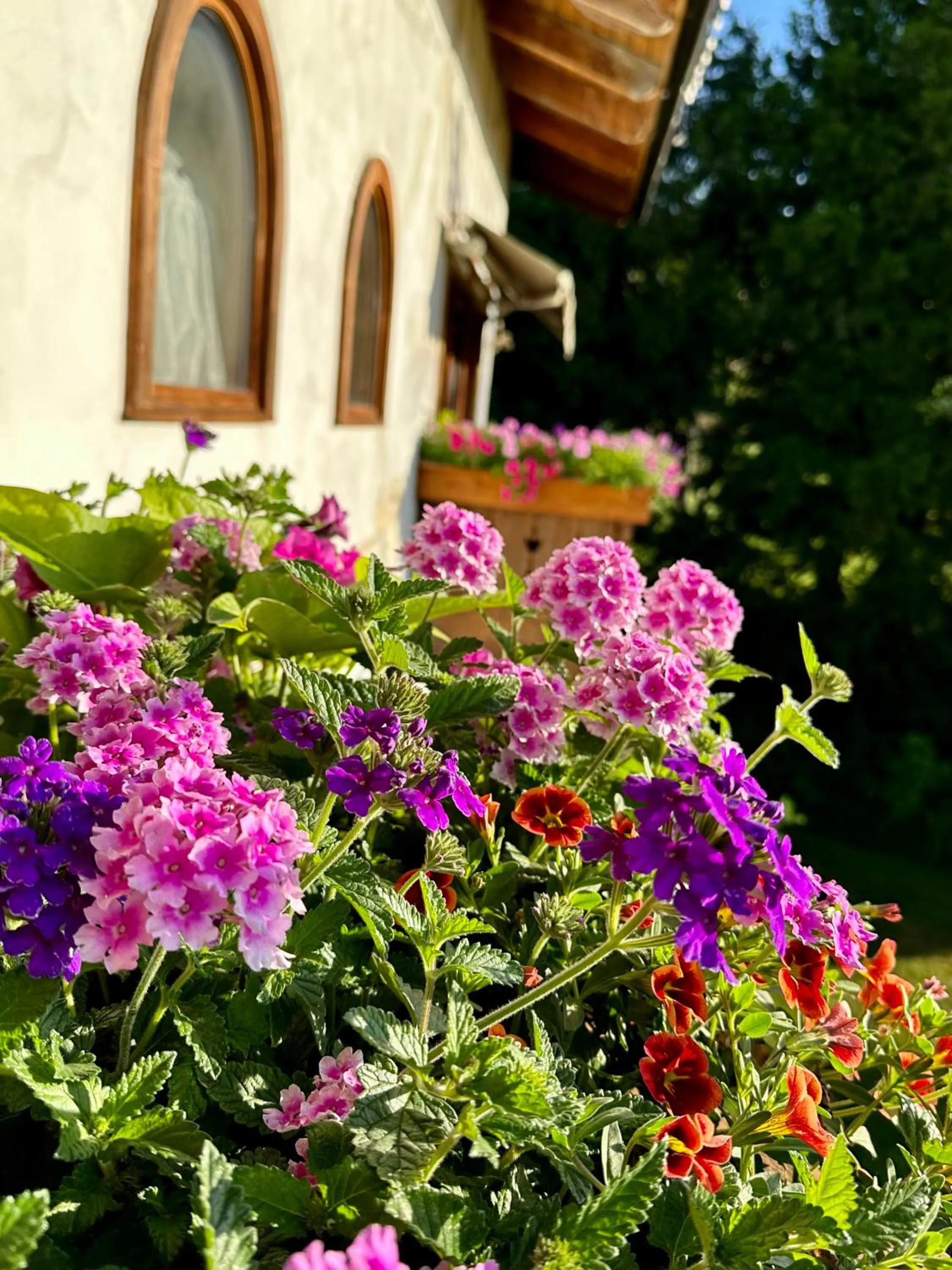 Abendblume
