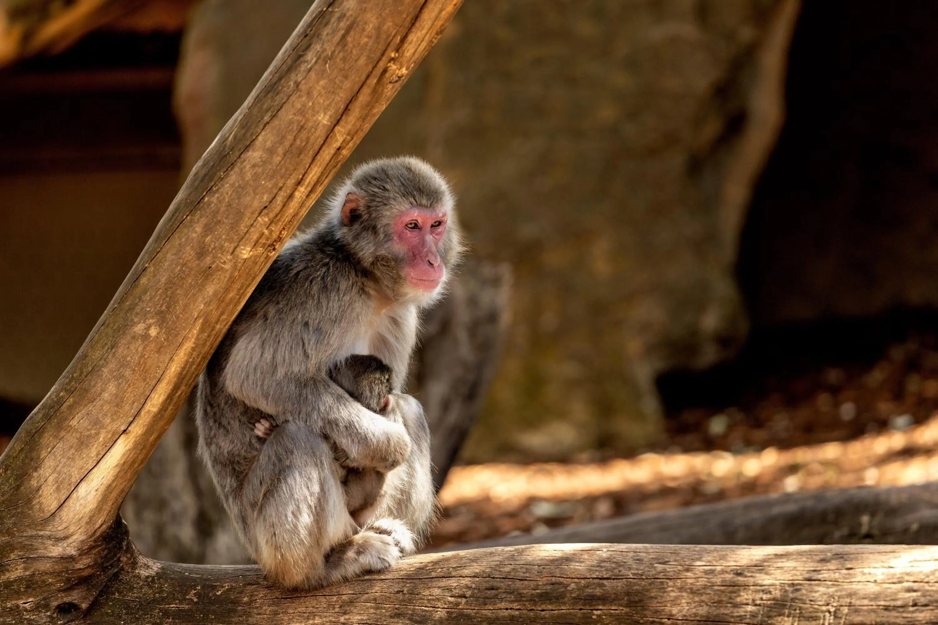 Activities in BIG4 Launceston Holiday Park