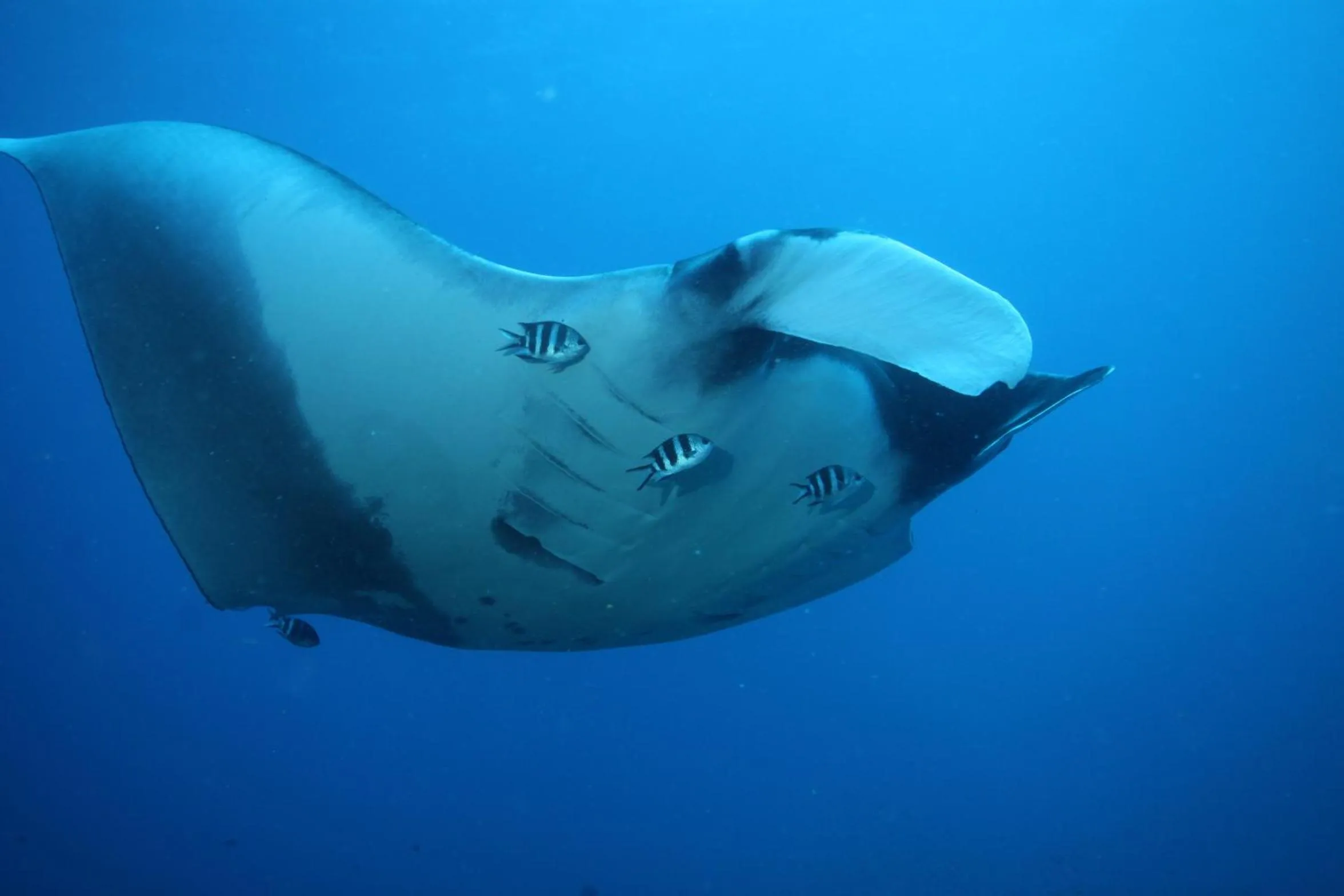 Diving in Sentidos Beach Retreat