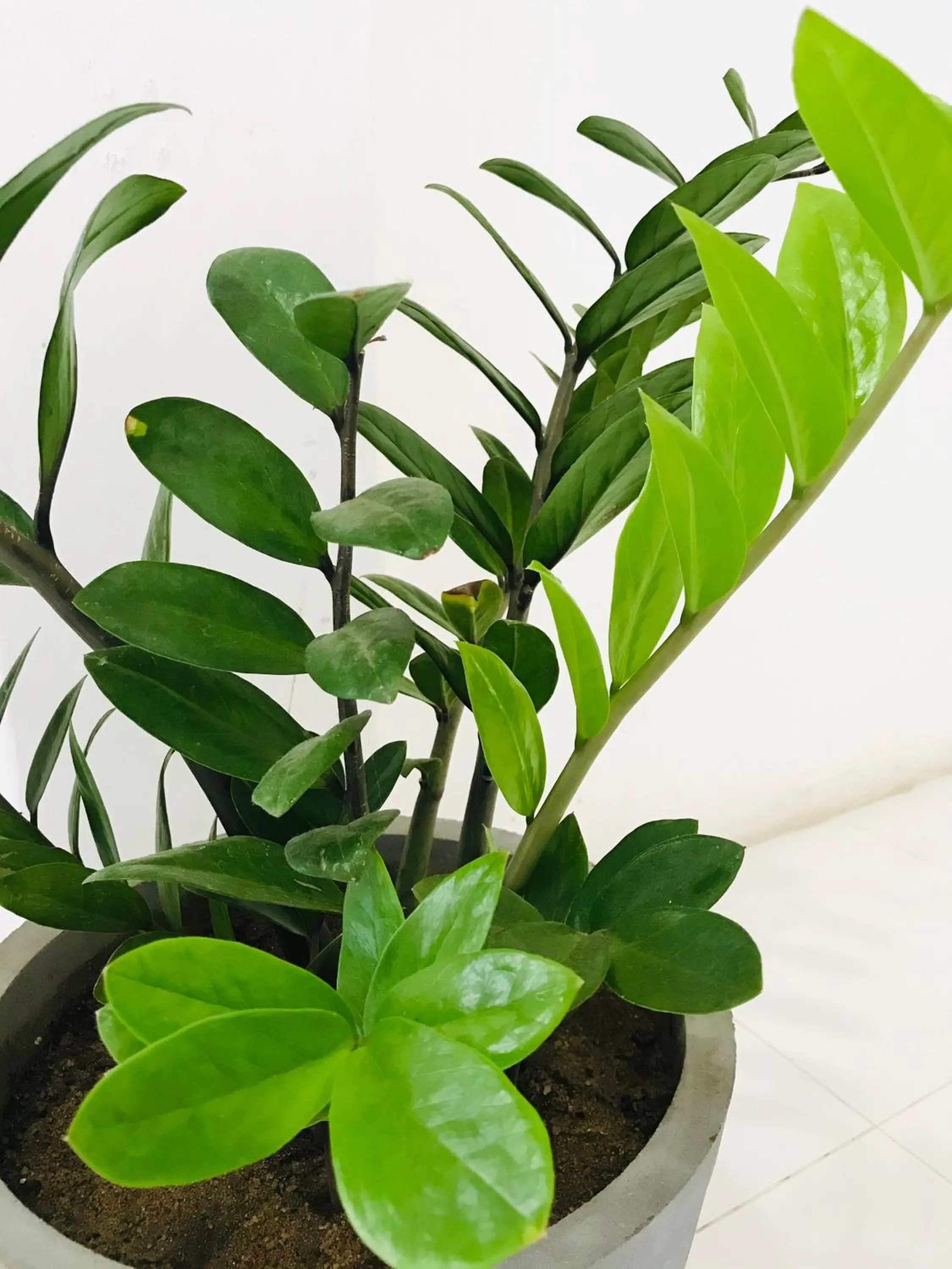 Bon Voyaage Tourist Inn