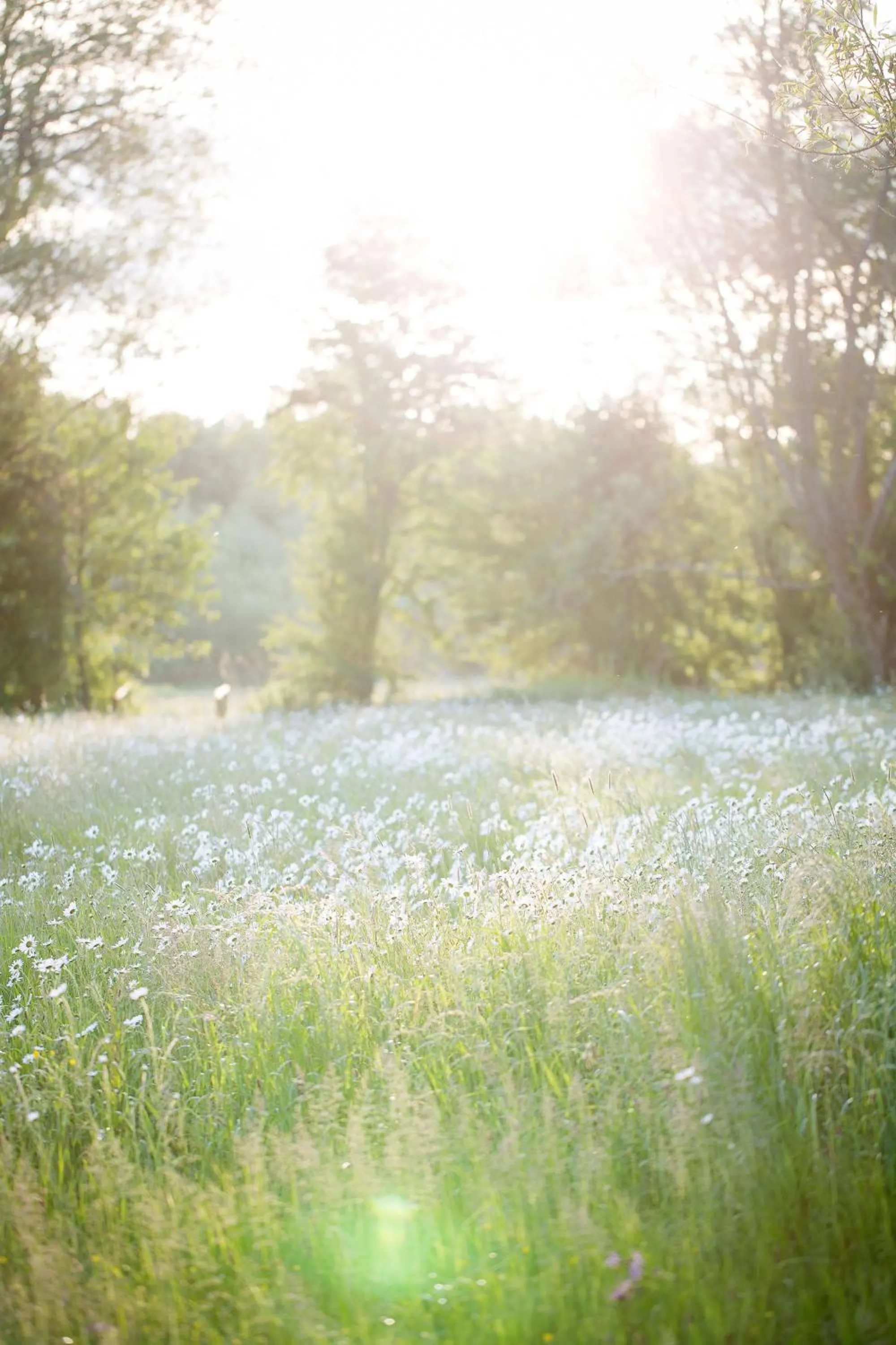 Natural landscape in Old Swan