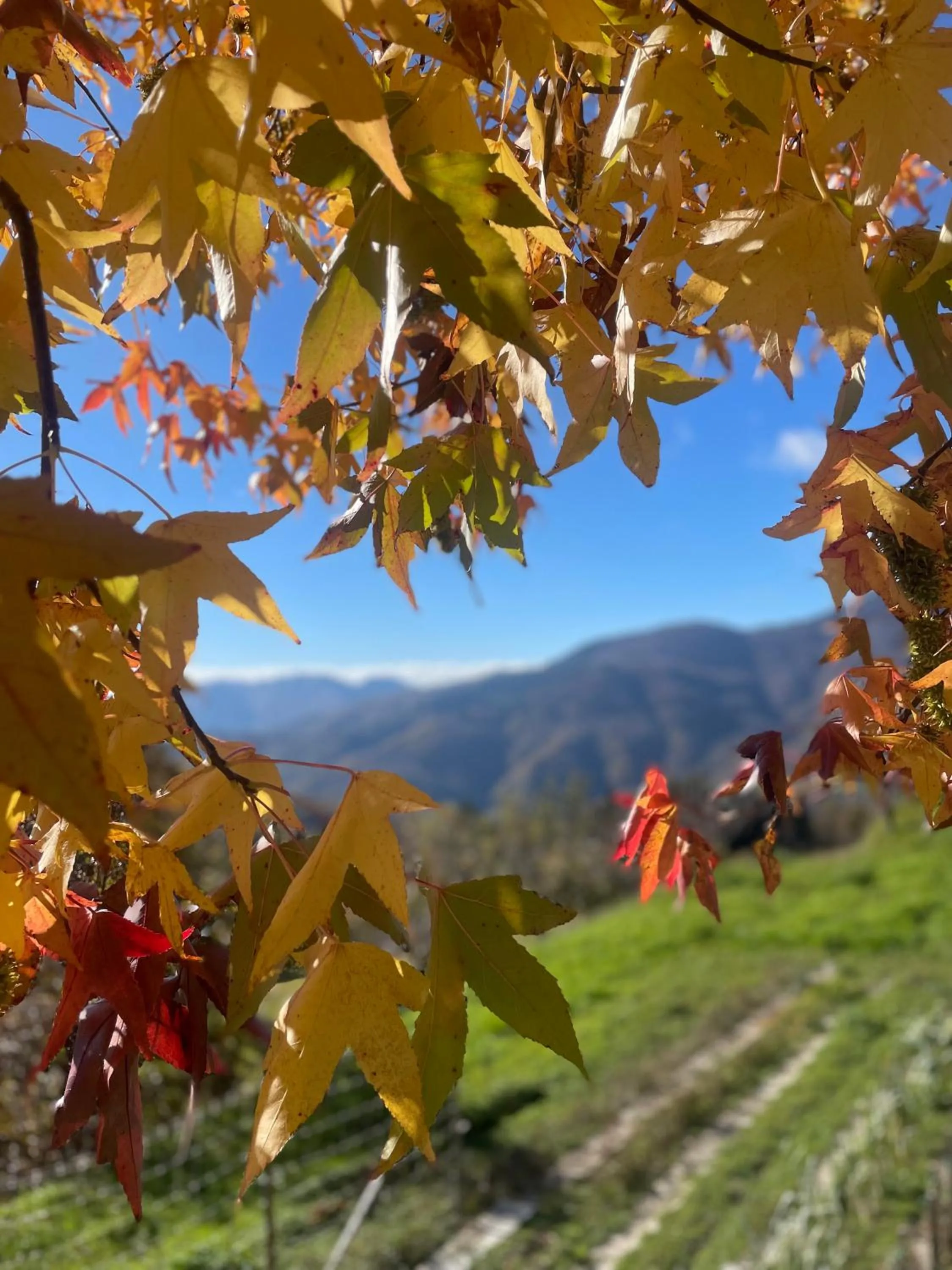 Natural landscape in Casa Sperandini