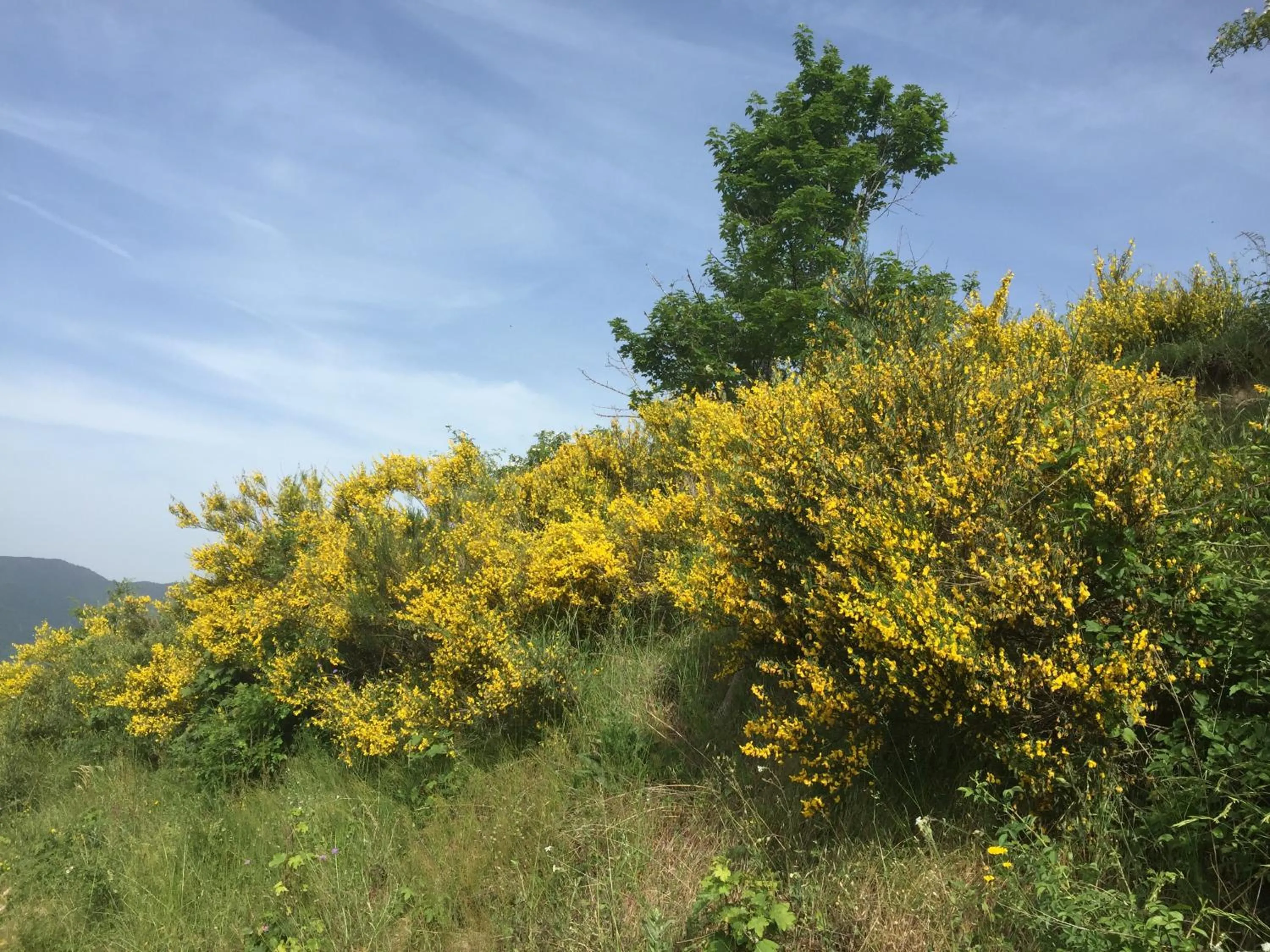 Spring in Casa Sperandini