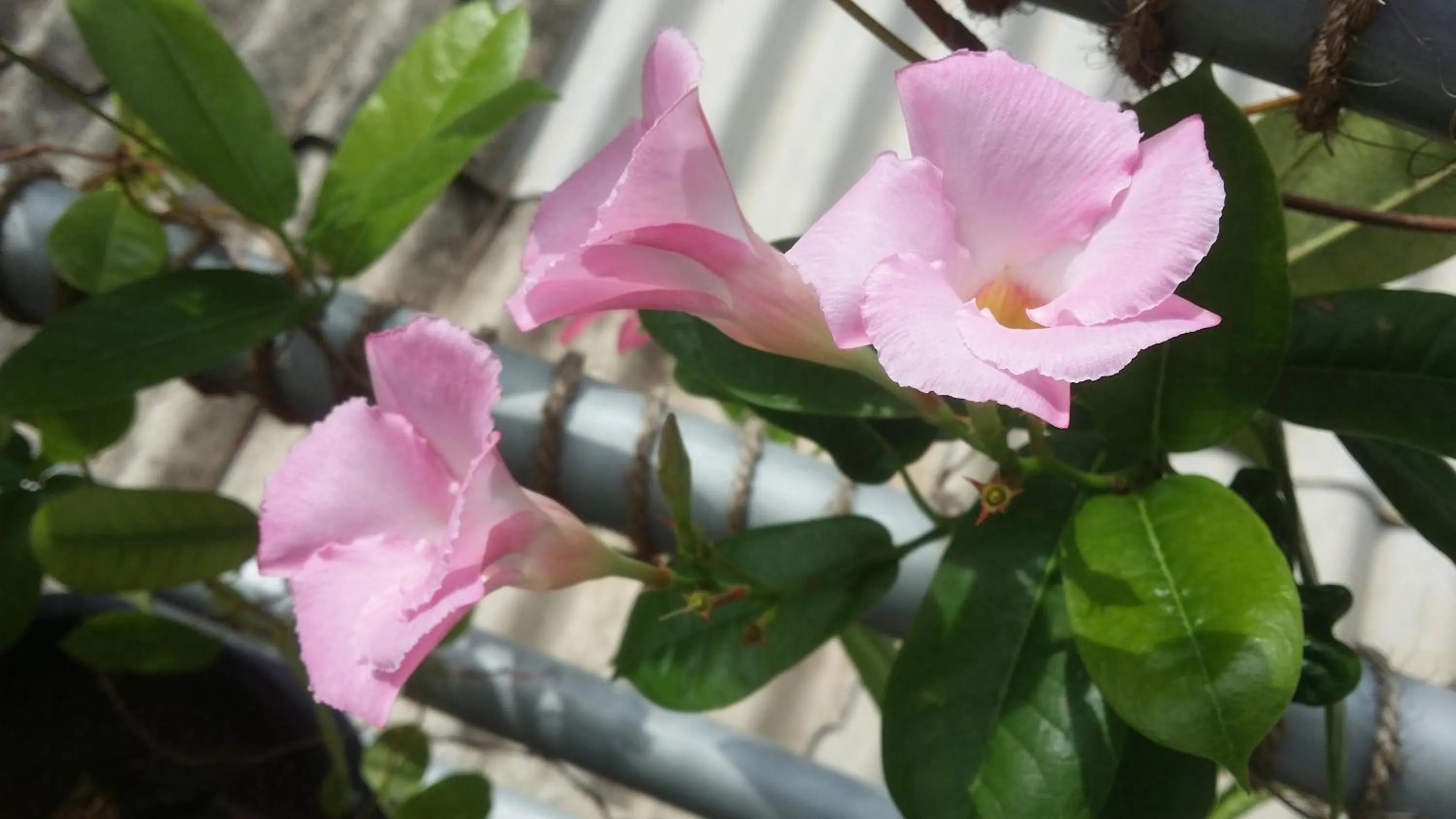 Property building in Rich Resort & Restaurant