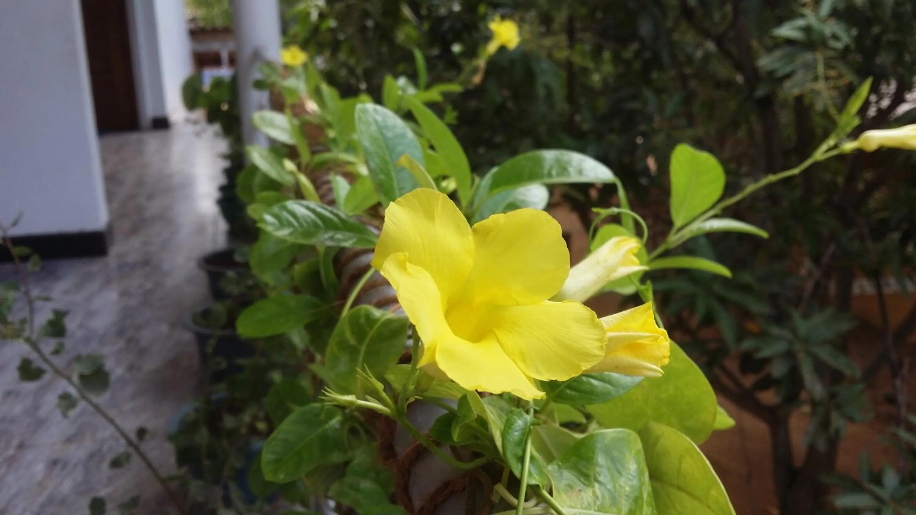 Balcony/Terrace in Rich Resort & Restaurant