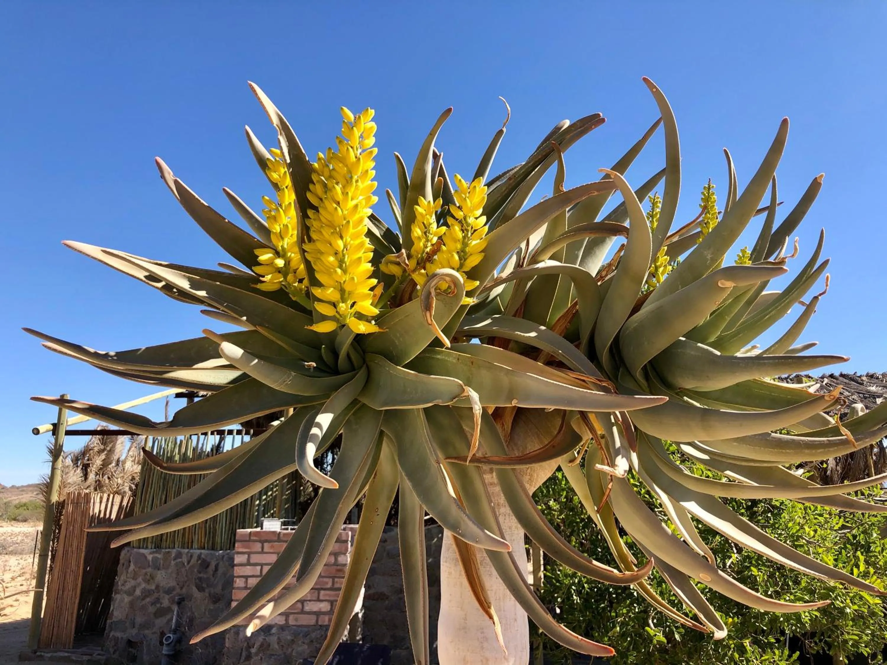 Garden in Daureb Isib Campsite and B&B