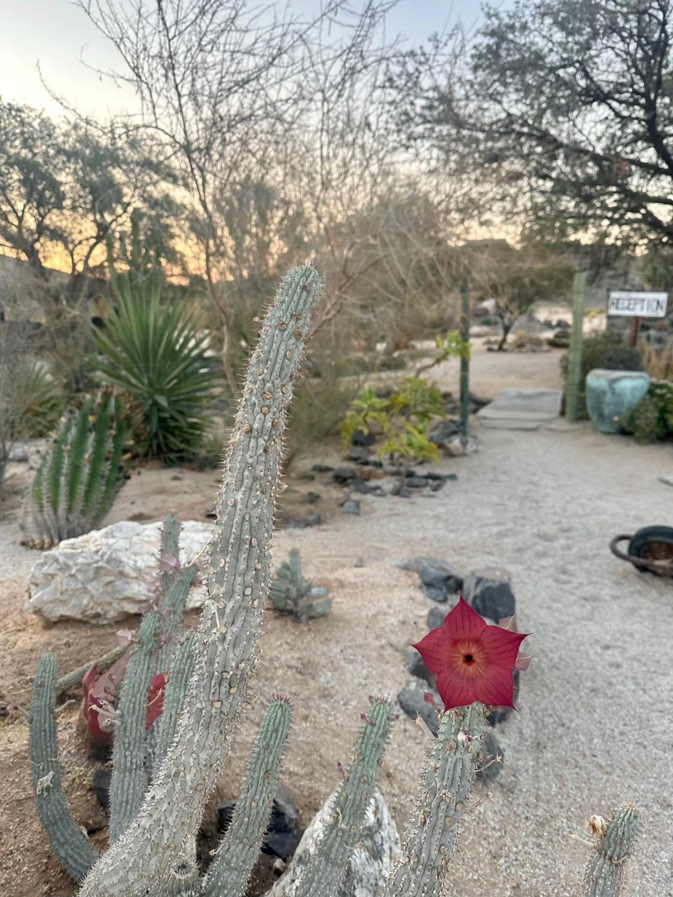 Daureb Isib Campsite and B&B