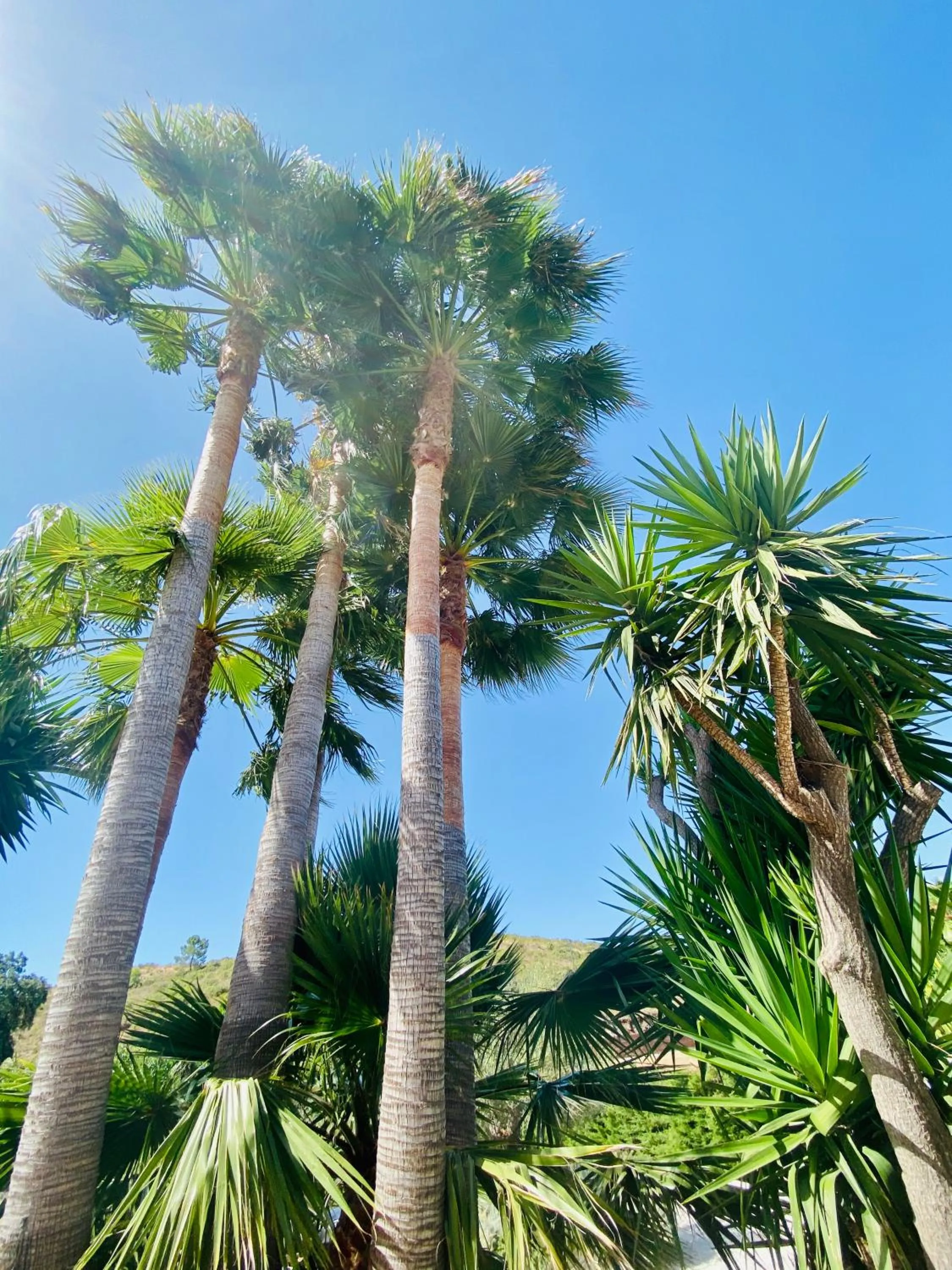 Garden view in Finca Mil Estrellas
