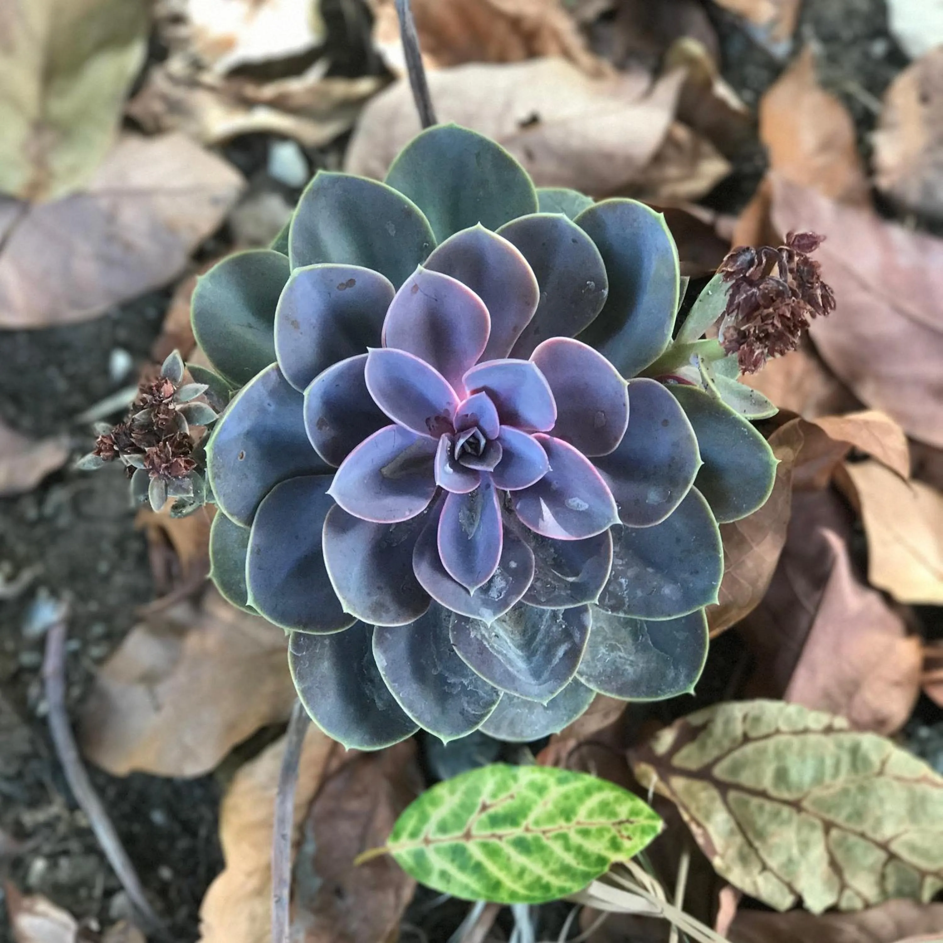 On site in Finca Mil Estrellas