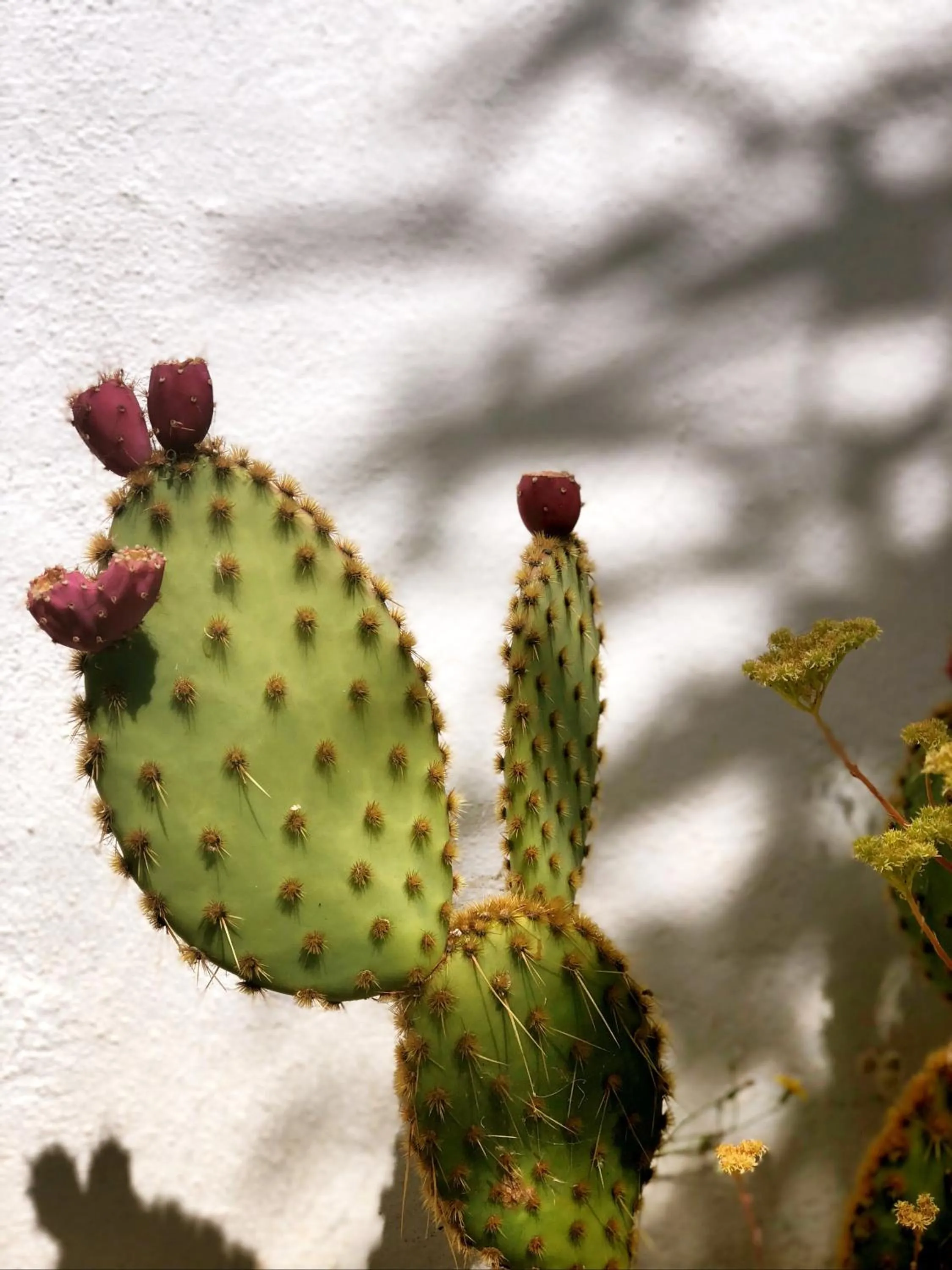 On site in Finca Mil Estrellas