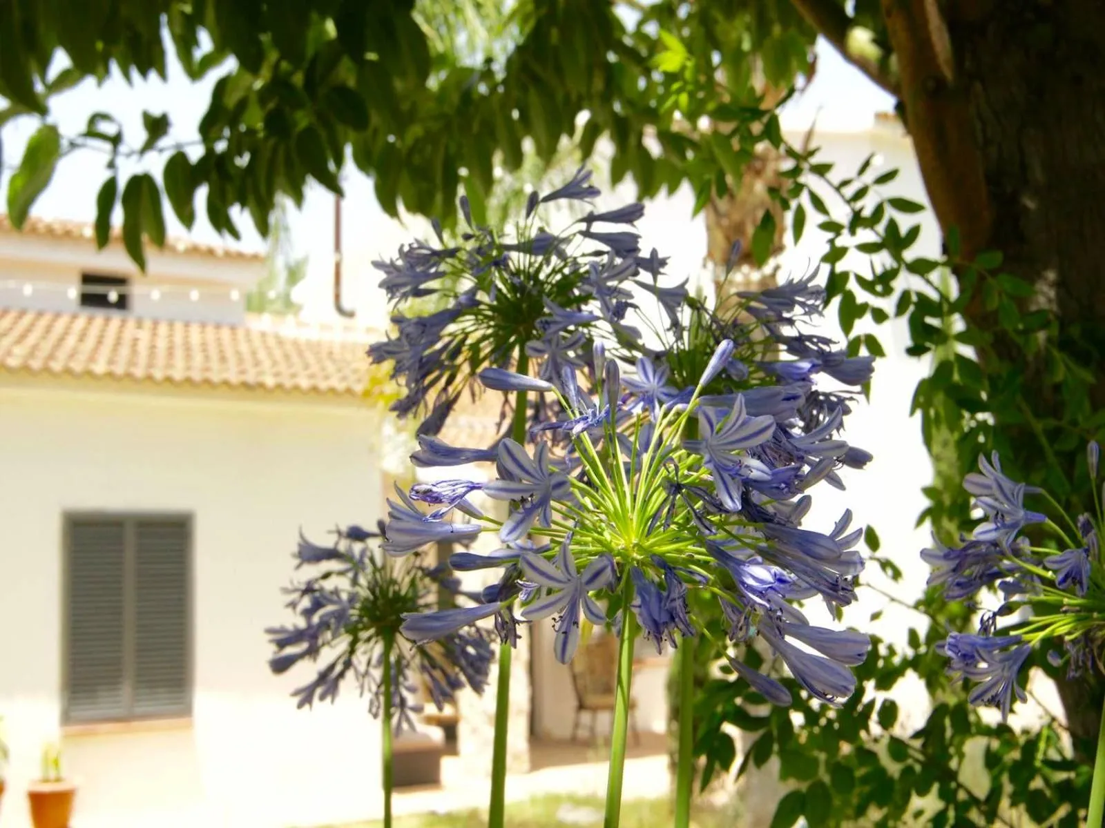 Garden in Finca Mil Estrellas
