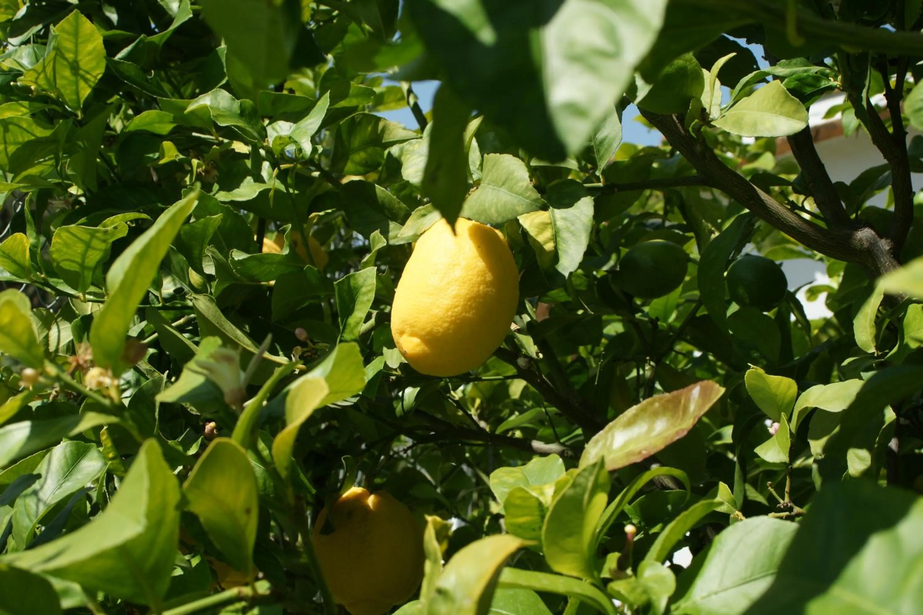 Garden in Finca Mil Estrellas