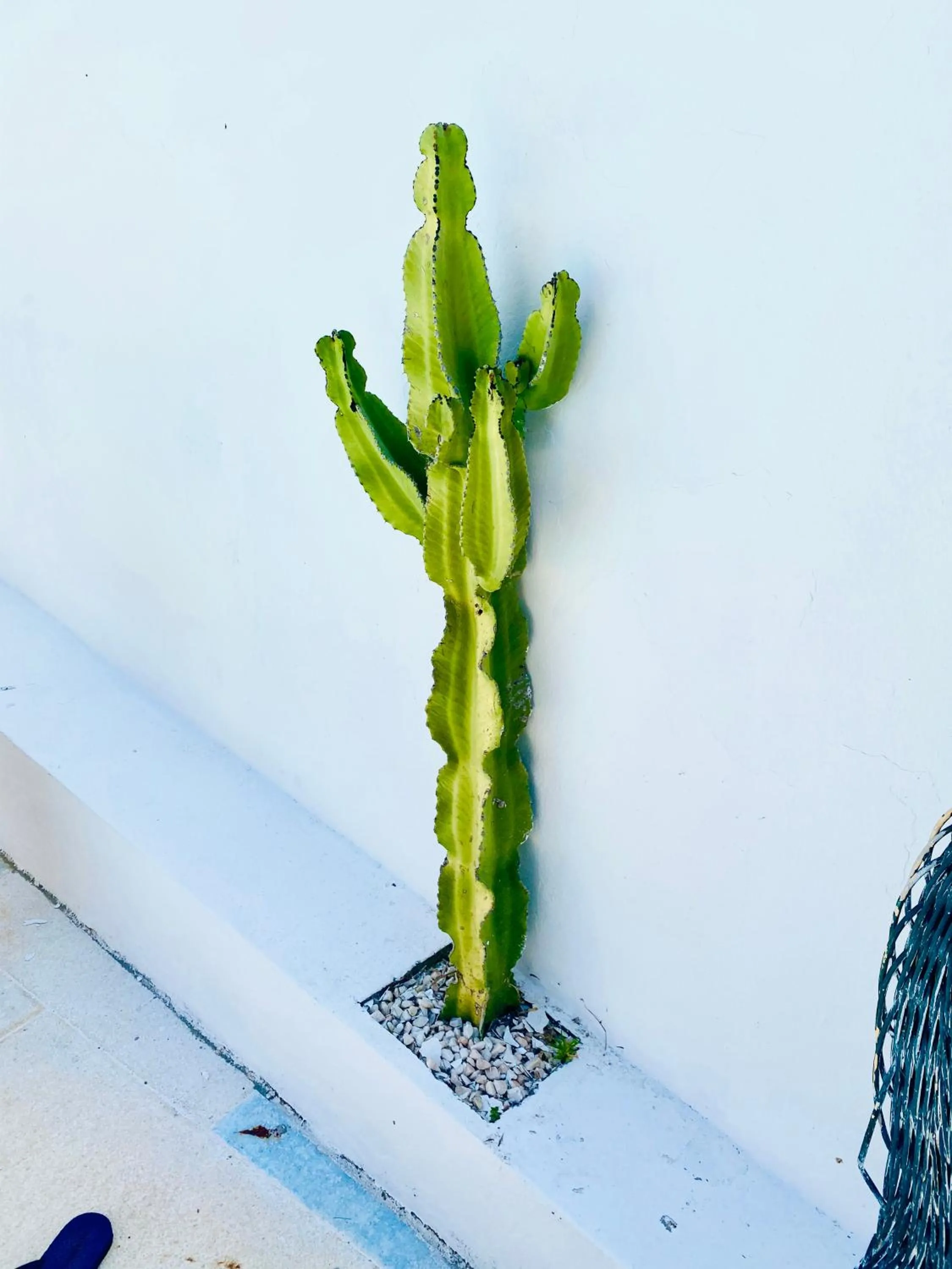 Decorative detail in Finca Mil Estrellas